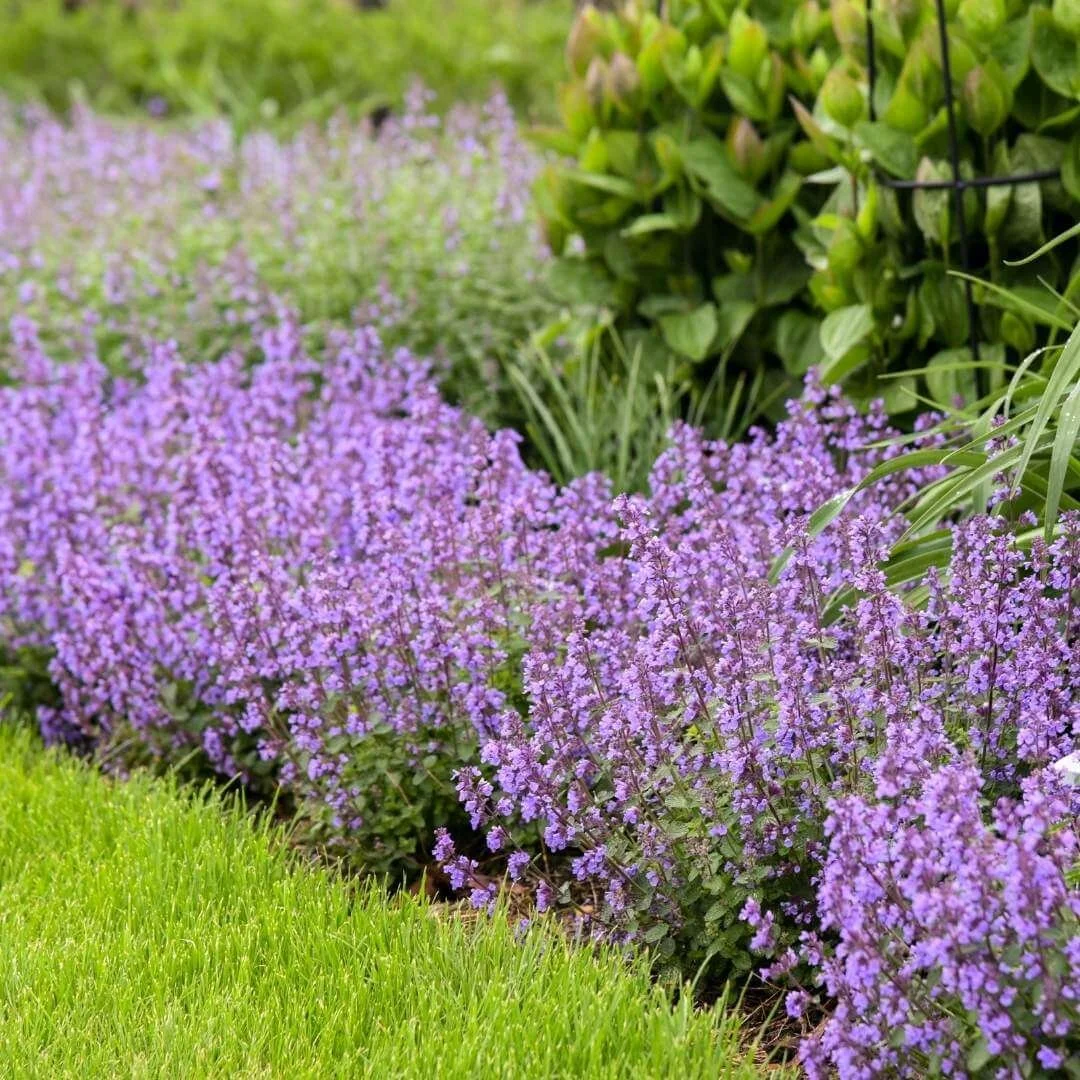 Cat's Pajamas catmint (Nepeta) with purple flowers growing in a garden border next to a lawn