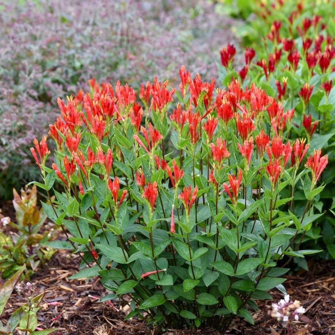 orange slices spigelia growing in a hummingbird garden bed with mulch near purple flowers