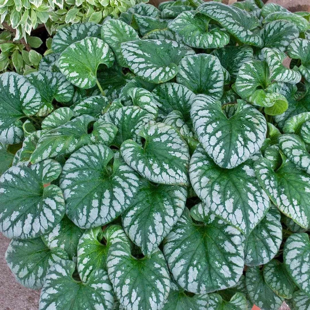 siberian bugloss shade plant closeup of silver and green heart shaped leaves