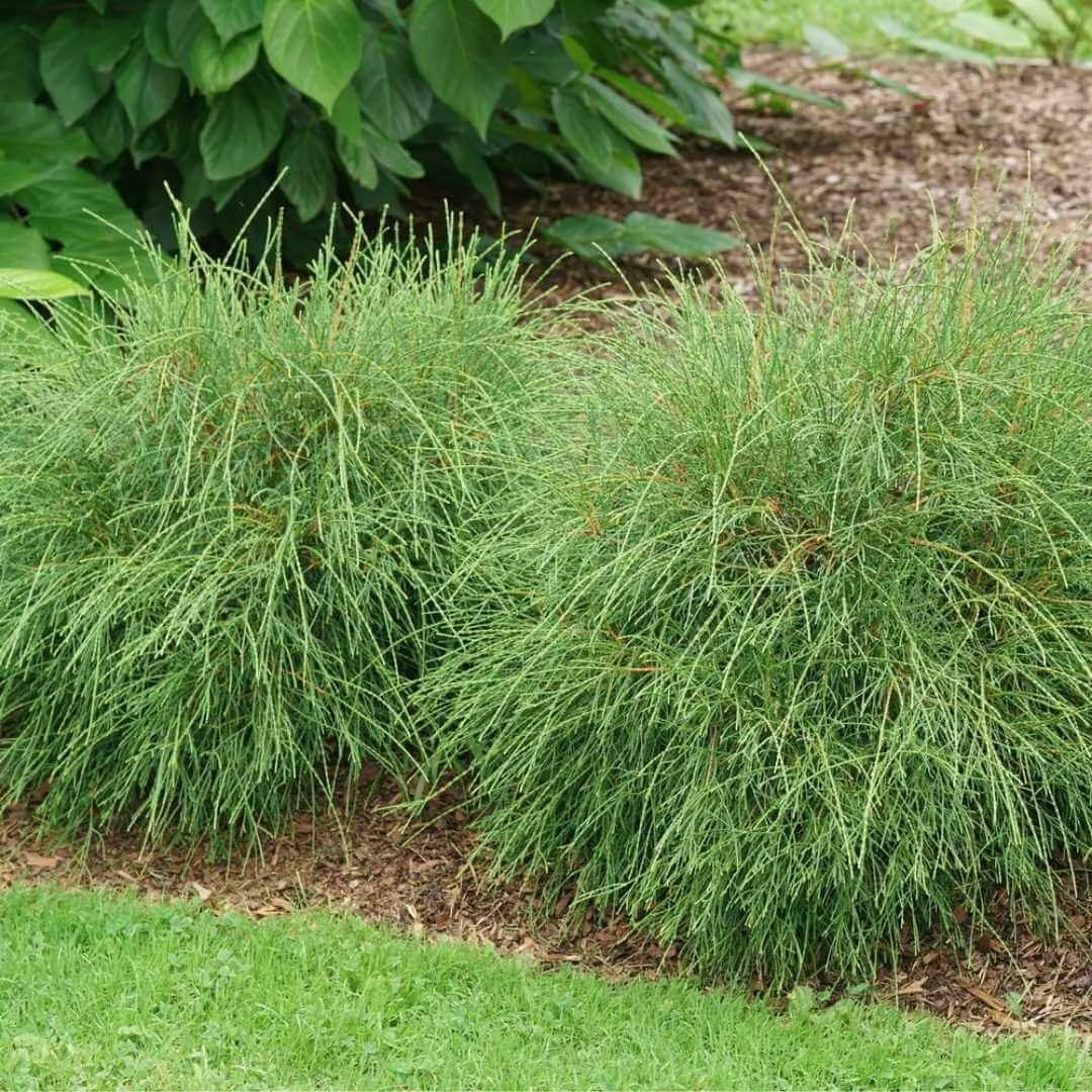 Closeup of Whip It Good arborvitae in a mulched garden bed