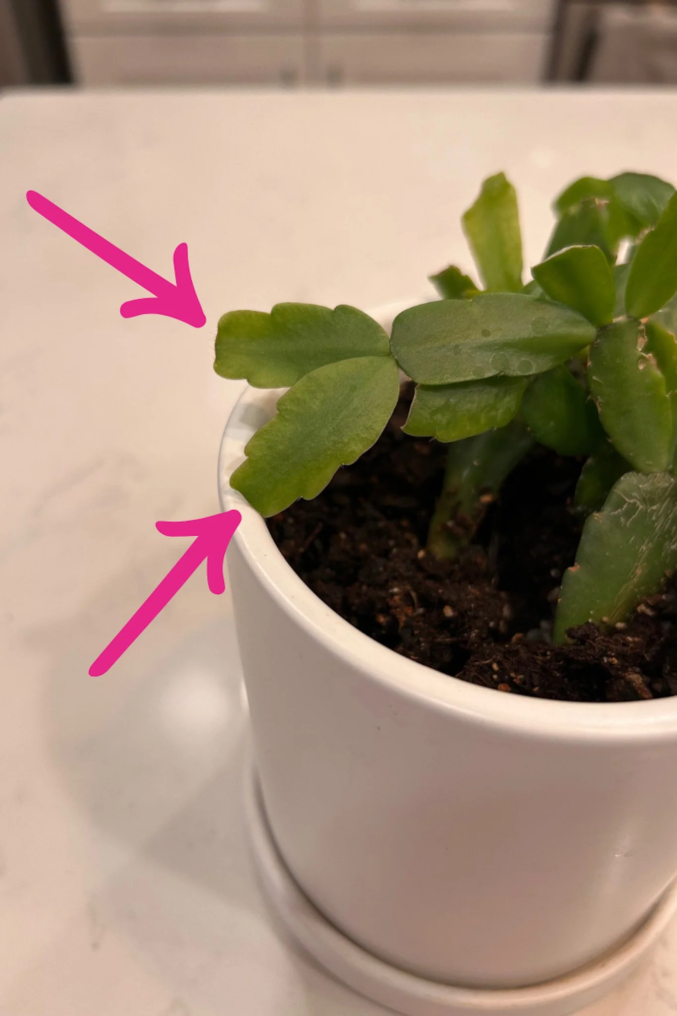 Christmas cactus stem segments with arrows pointing to the distinctive rounded, scalloped edges
