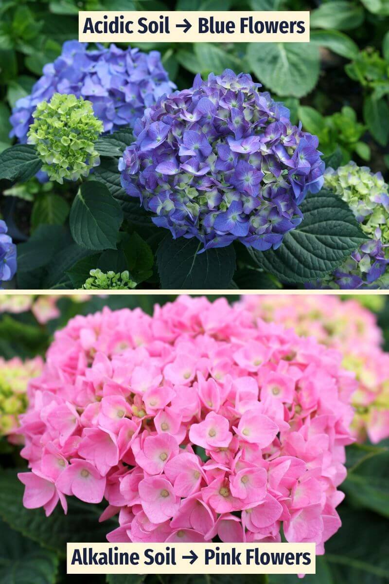 Blue and pink Let's Dance Blue Jangles bigleaf hydrangea flowers showing how soil chemistry affects flower color