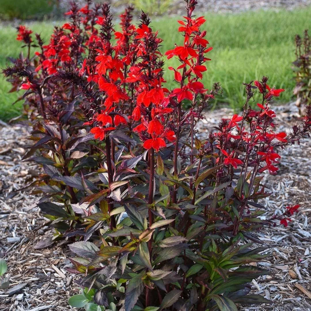 starship scarlet bronze leaf cardinal flower in hummingbird garden bed with mulch near lawn.