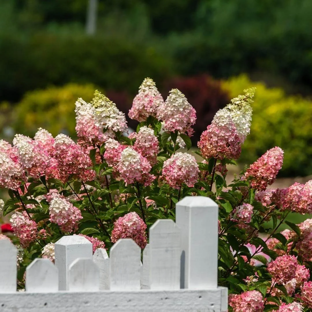 Berry White panicle hydrangea, a cone-shaped hydrangea type, blooming behind a white picket fence