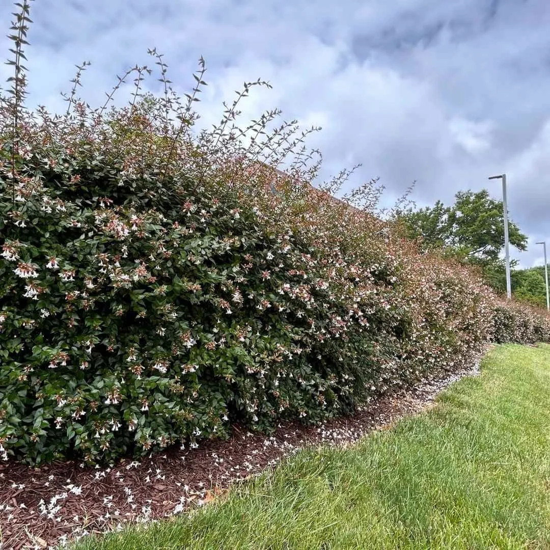a long hedge of glossy abelia shrubs planted in outdoor landscape along edge of lawn