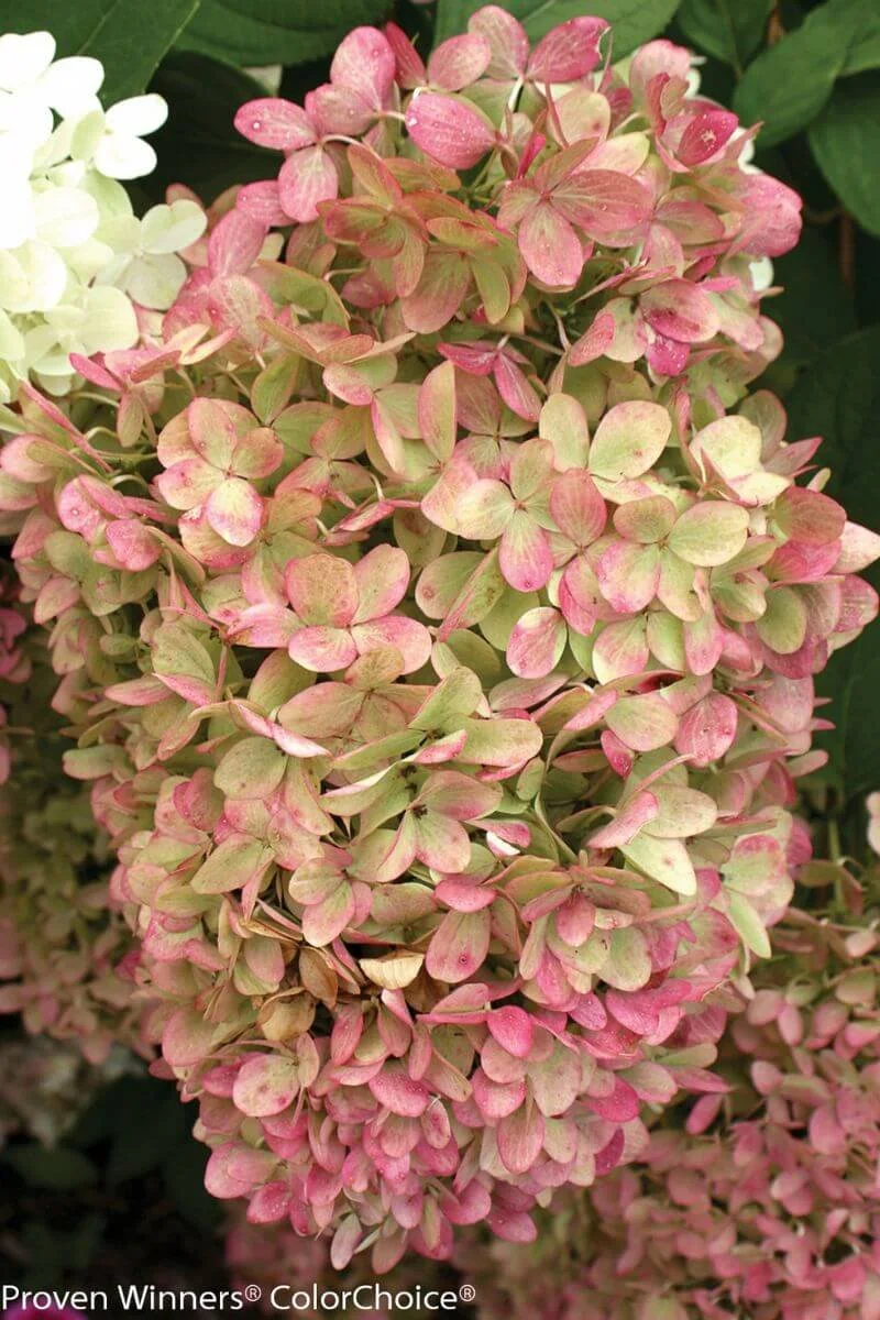 Closeup of Limelight hydrangea flowers turning pink in fall
