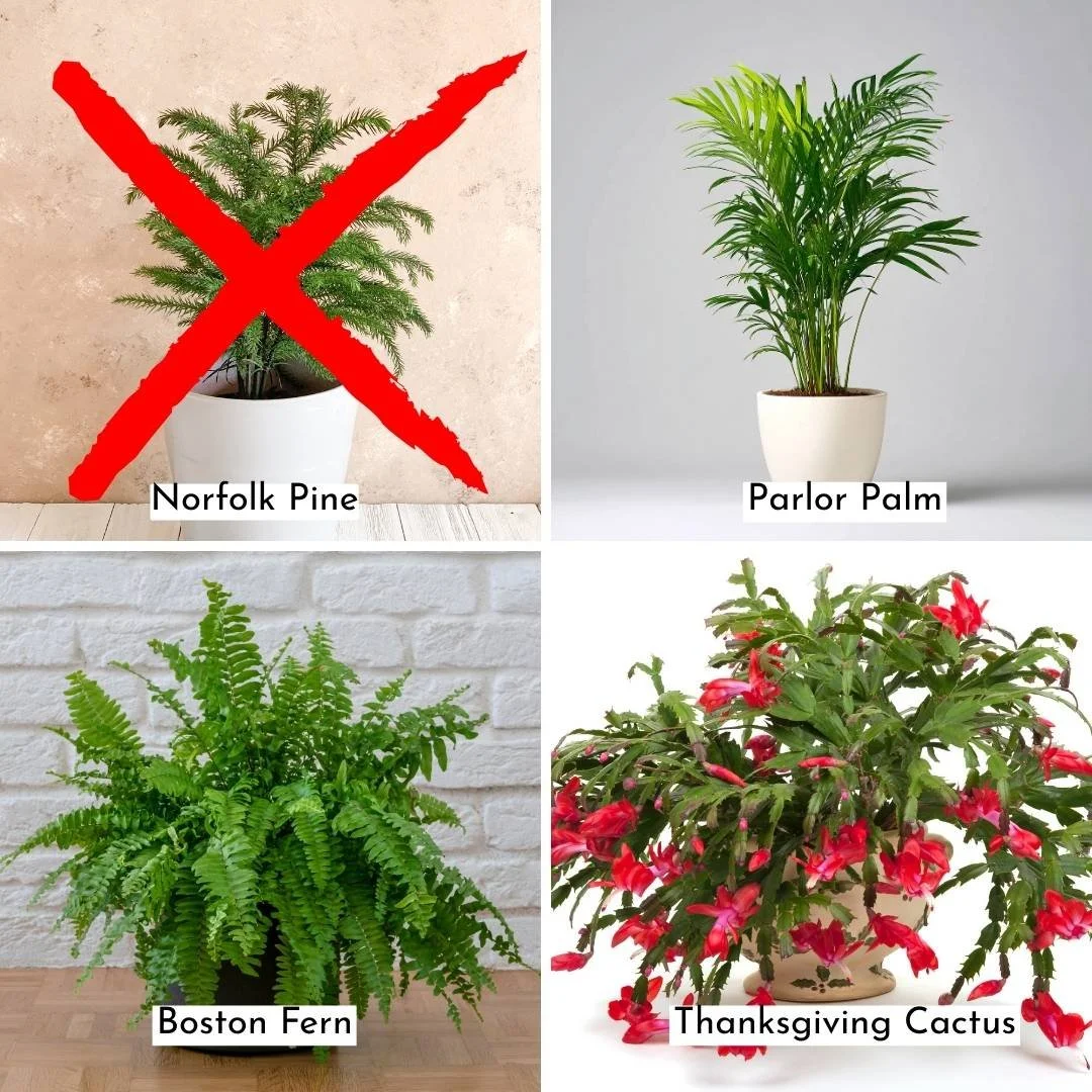 Care for Norfolk Pine Indoors — Plant and Bloom Design Studio
