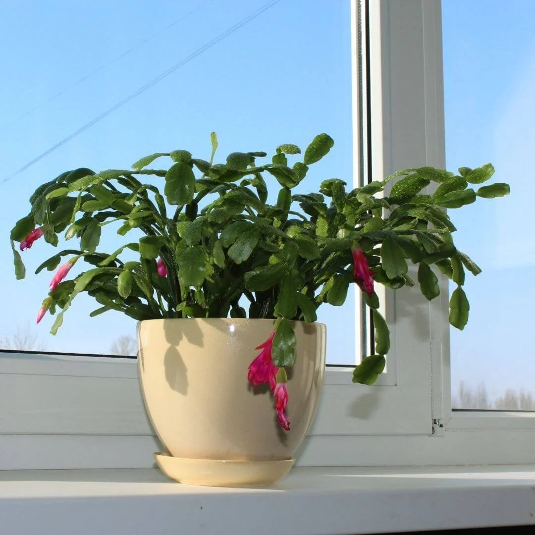 Christmas cactus with pink flowers in a white pot on a windowsill