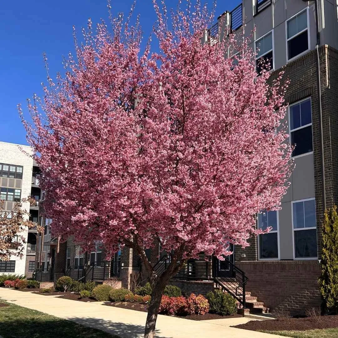 pink flowering okame cherry tree planted as street tree in front of townhomes