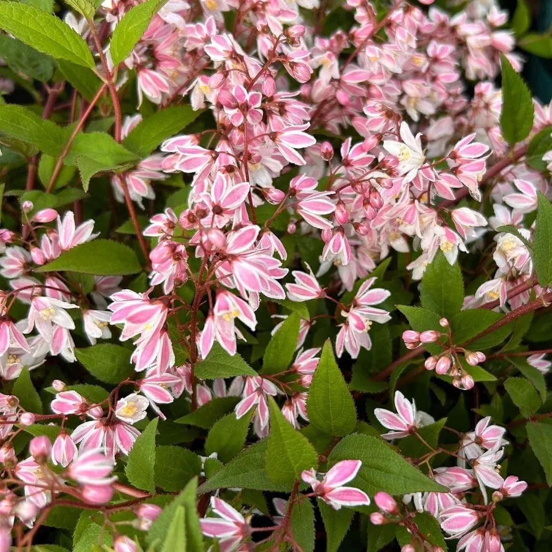 Closeup of Yuki Cherry Blossom deutzia pink and white bicolor flowers in bloom