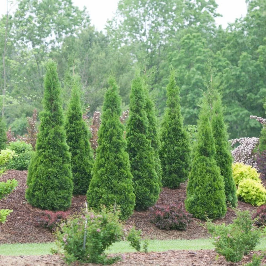 Eight North Pole arborvitae planted in a garden bed with other evergreens