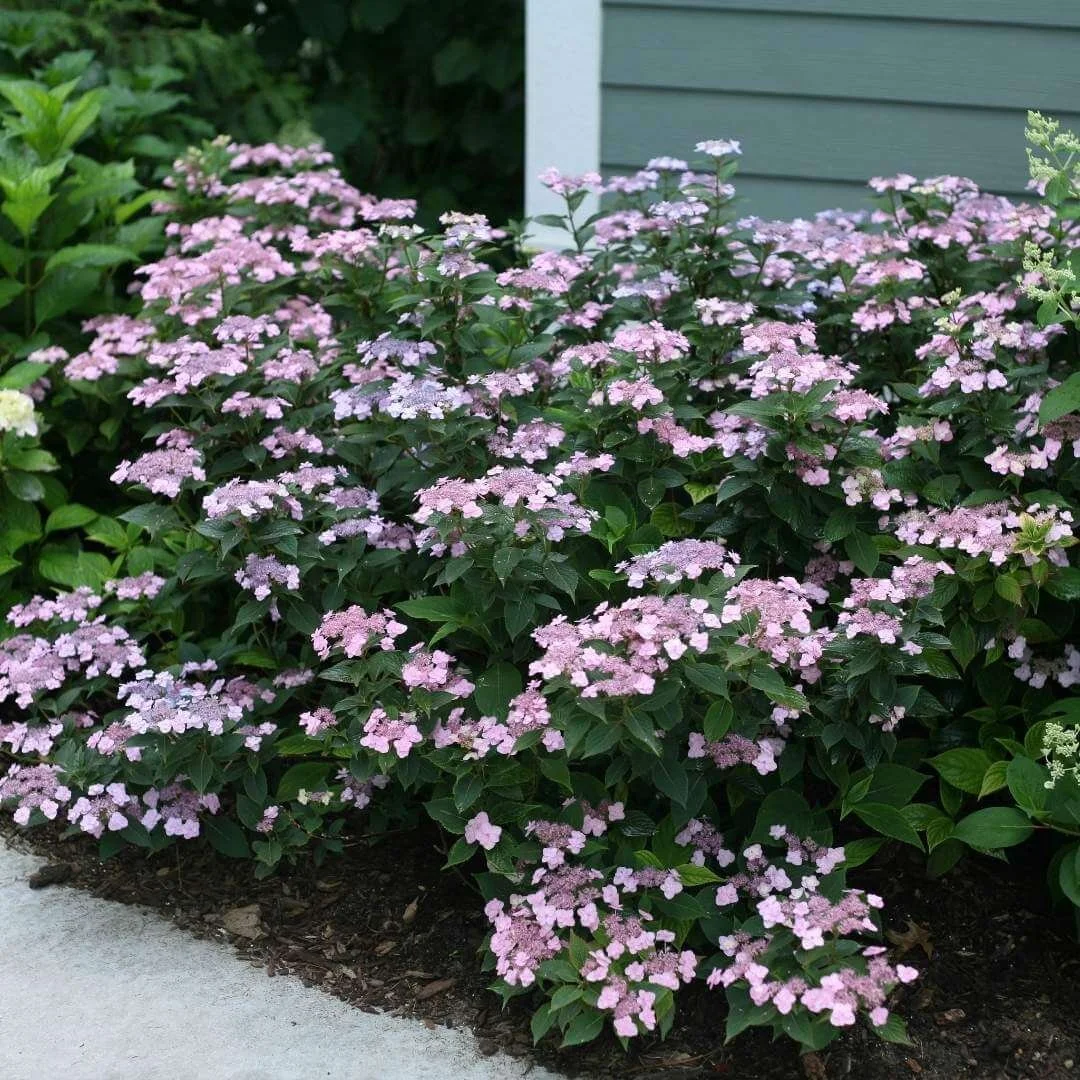 Mountain Hydrangea: Varieties, Care Guide, and Landscape Uses