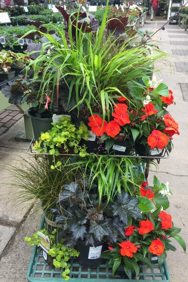container plants for shade stacked on shopping cart with plant nursery retail area in background