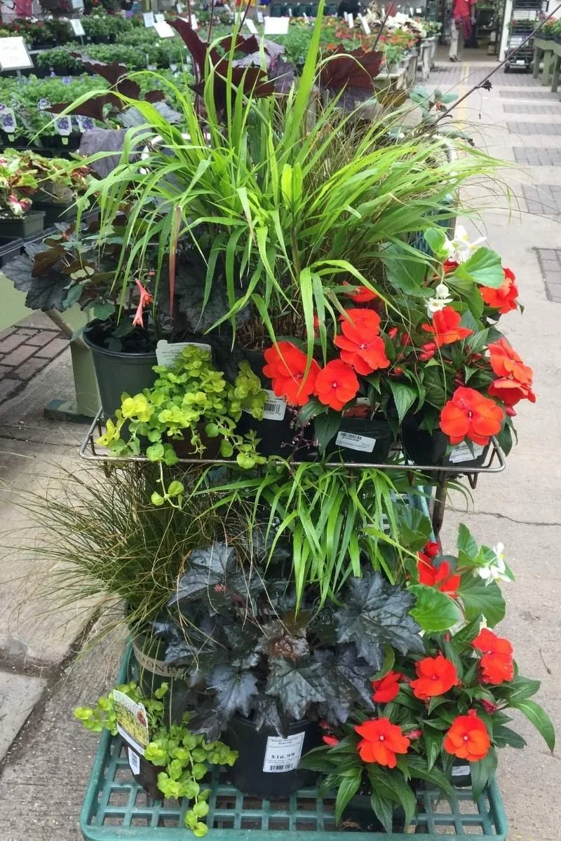 shade plants stacked on shopping cart with plant nursery retail area in background