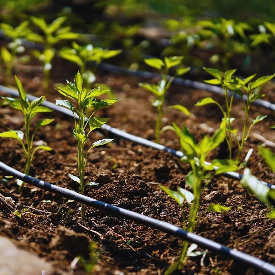 drip irrigation system waters young plants in garden