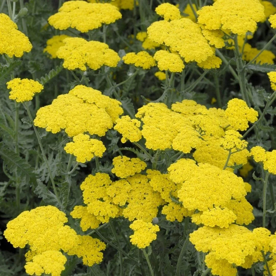 closeup achillea moonshine perennial plant yellow flowers green stems