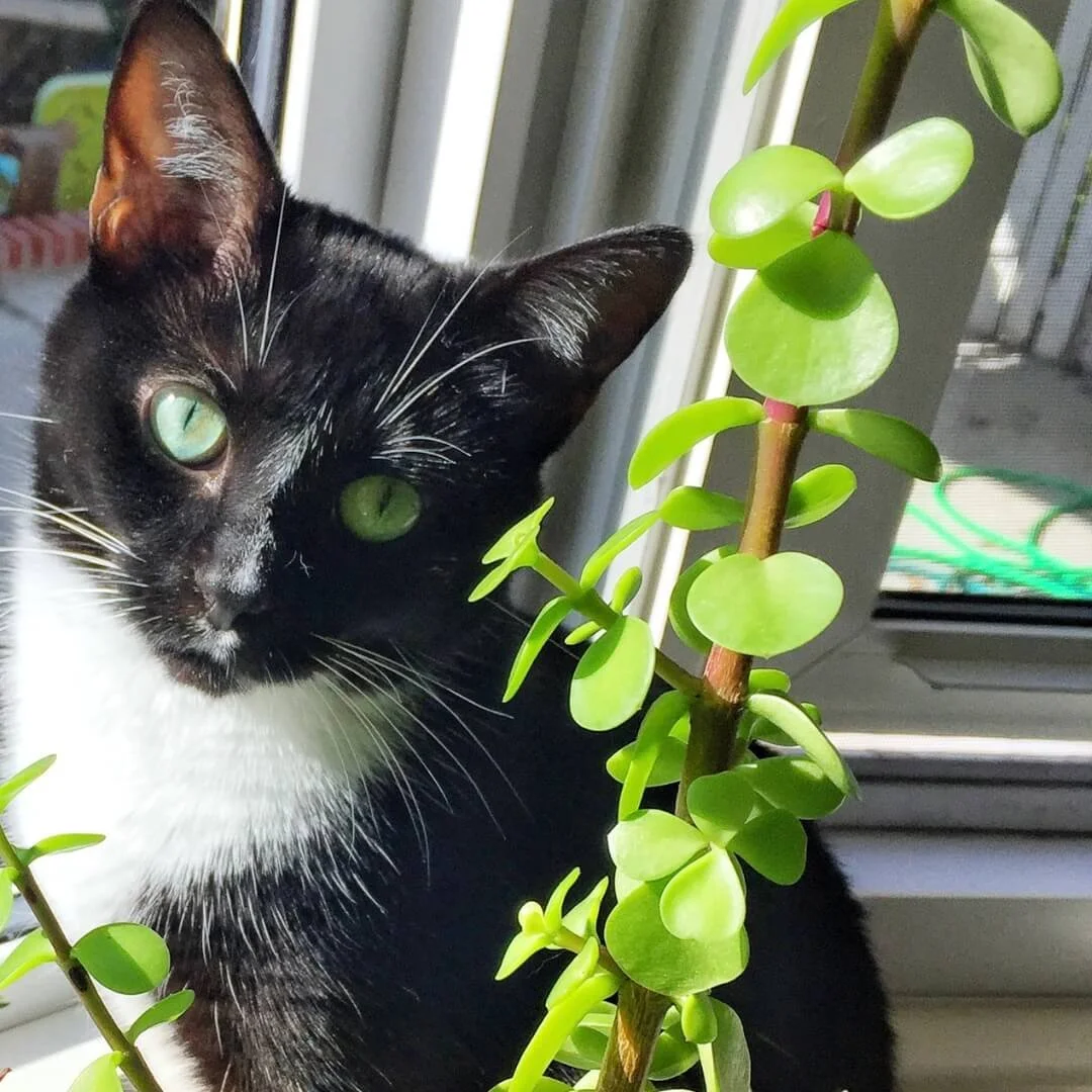 Picture of House Plants Toxic to Cats — Plant and Bloom Design Studio