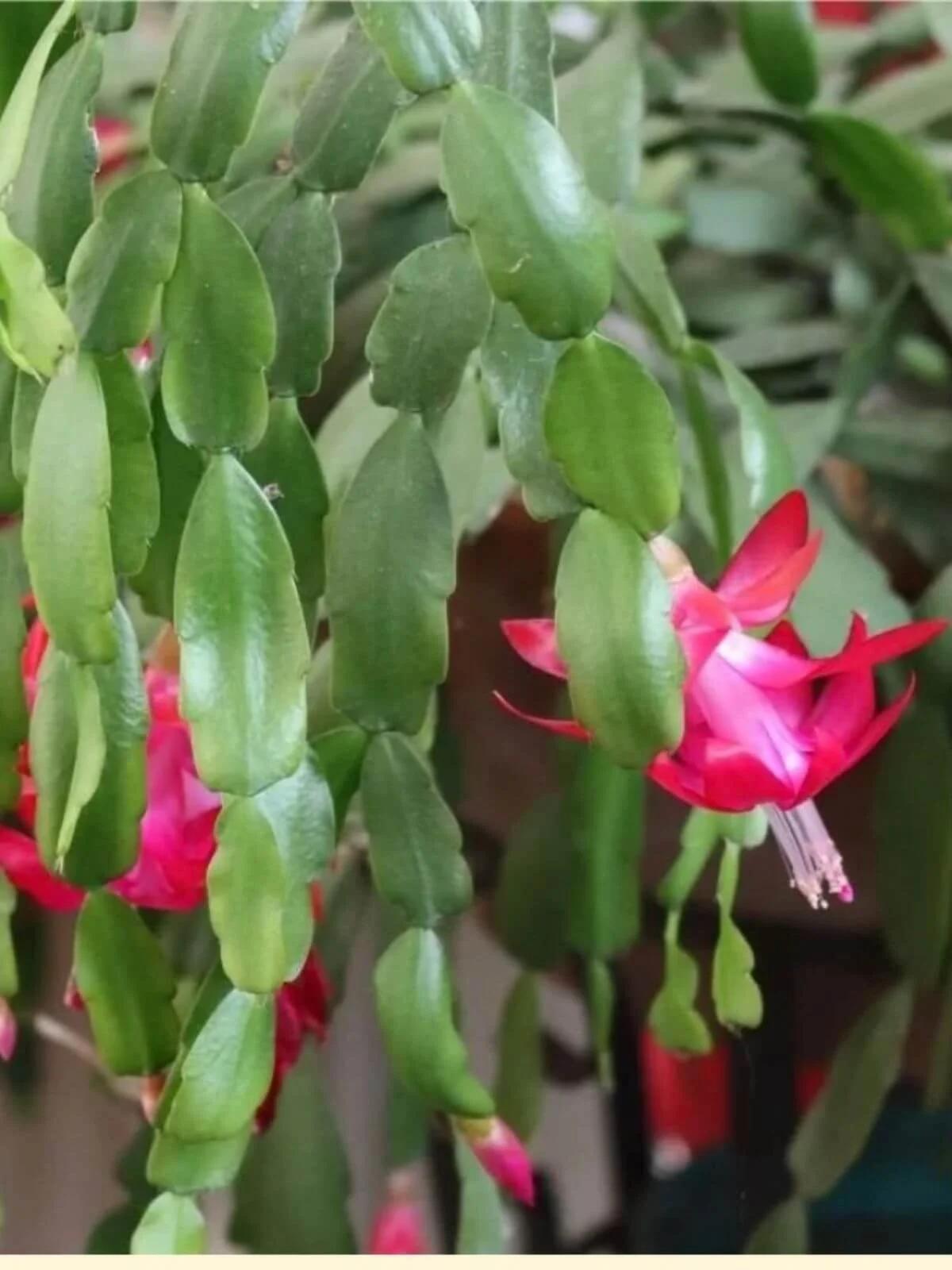 Christmas cactus with drooping stems and pink flowers