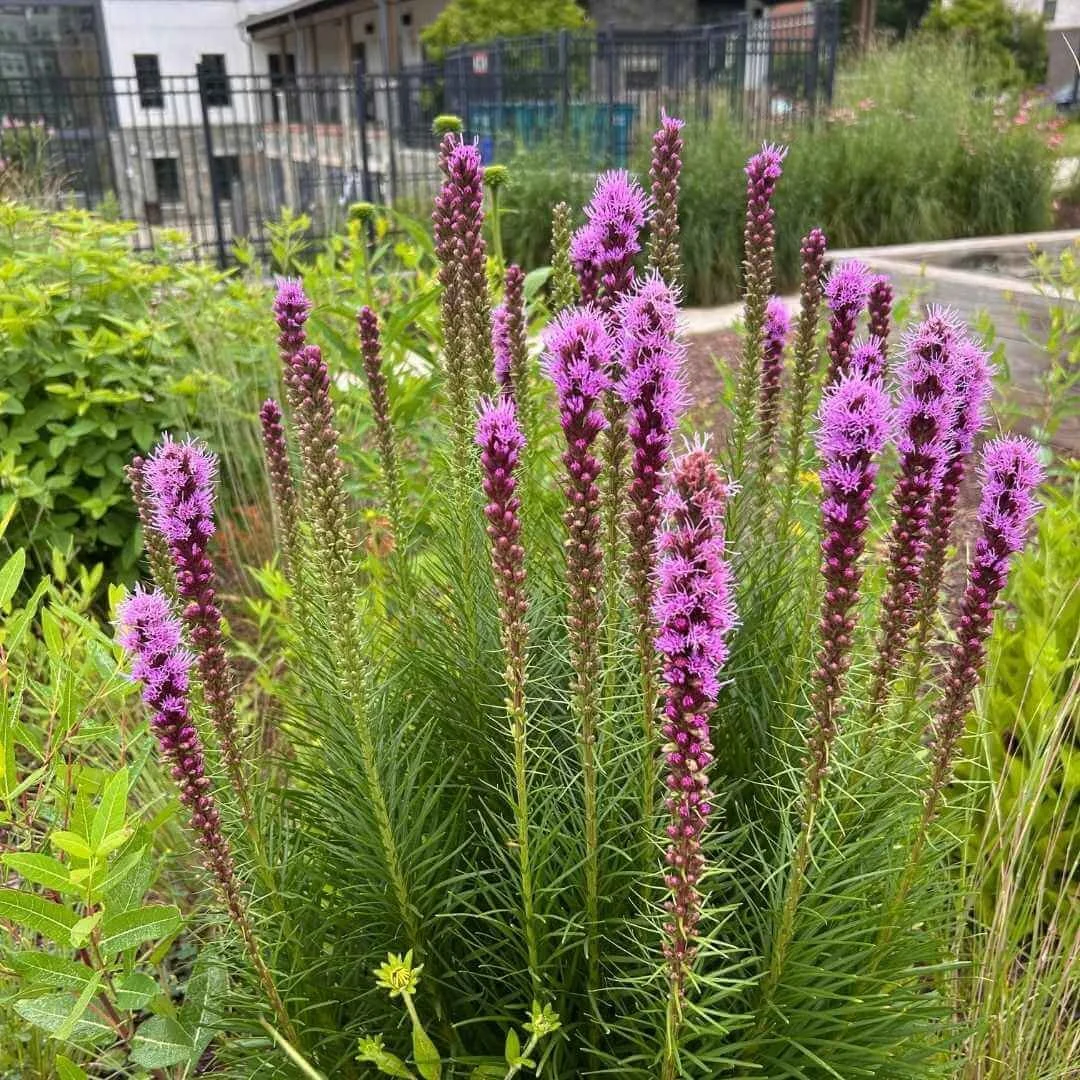 blazing star plant growing in perennial garden near black iron fence, concrete wall, buildings