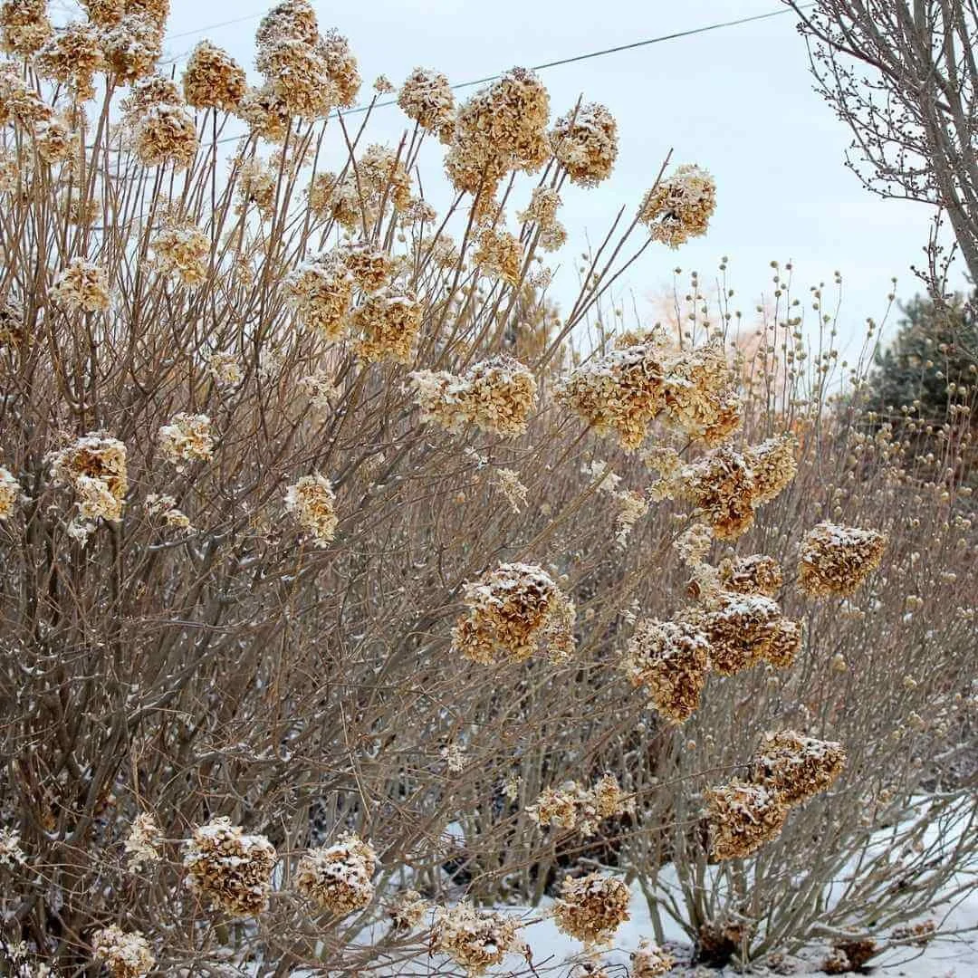 Limelight hydrangea with dried flower heads in winter with snow on the ground