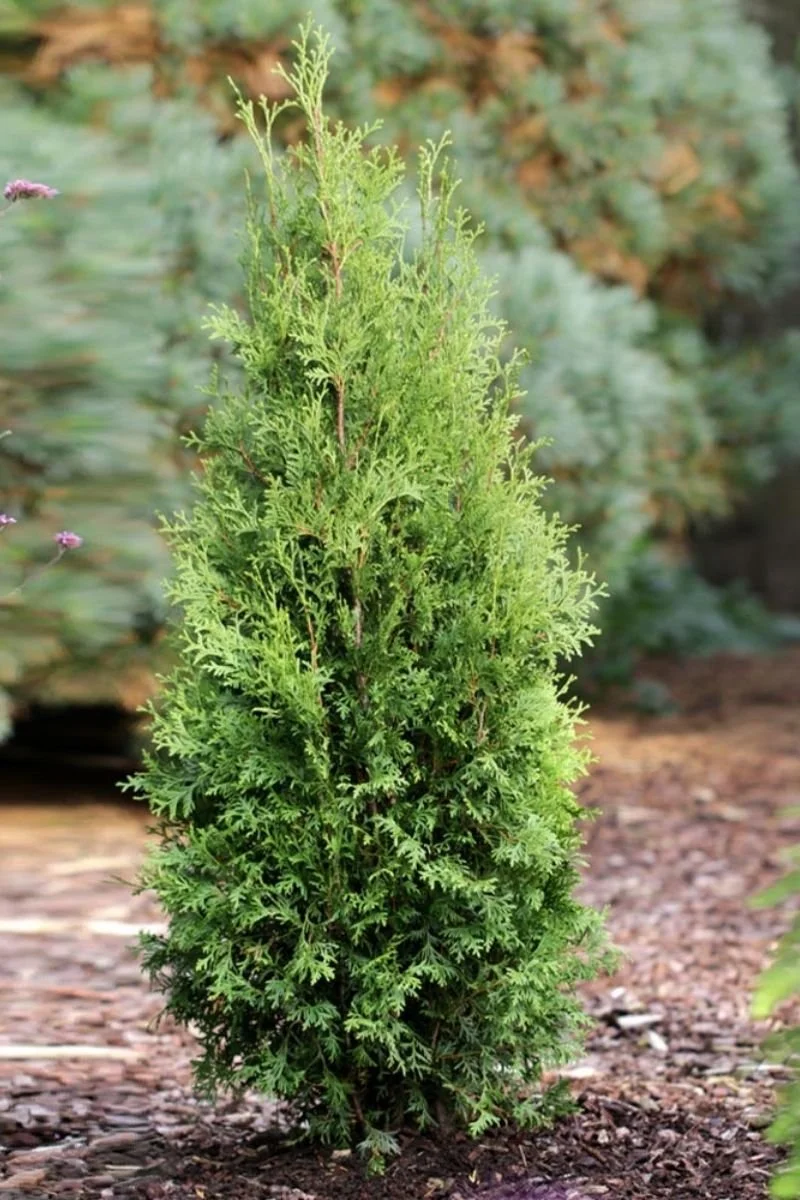A single Private Jet arborvitae planted in a mulched garden bed