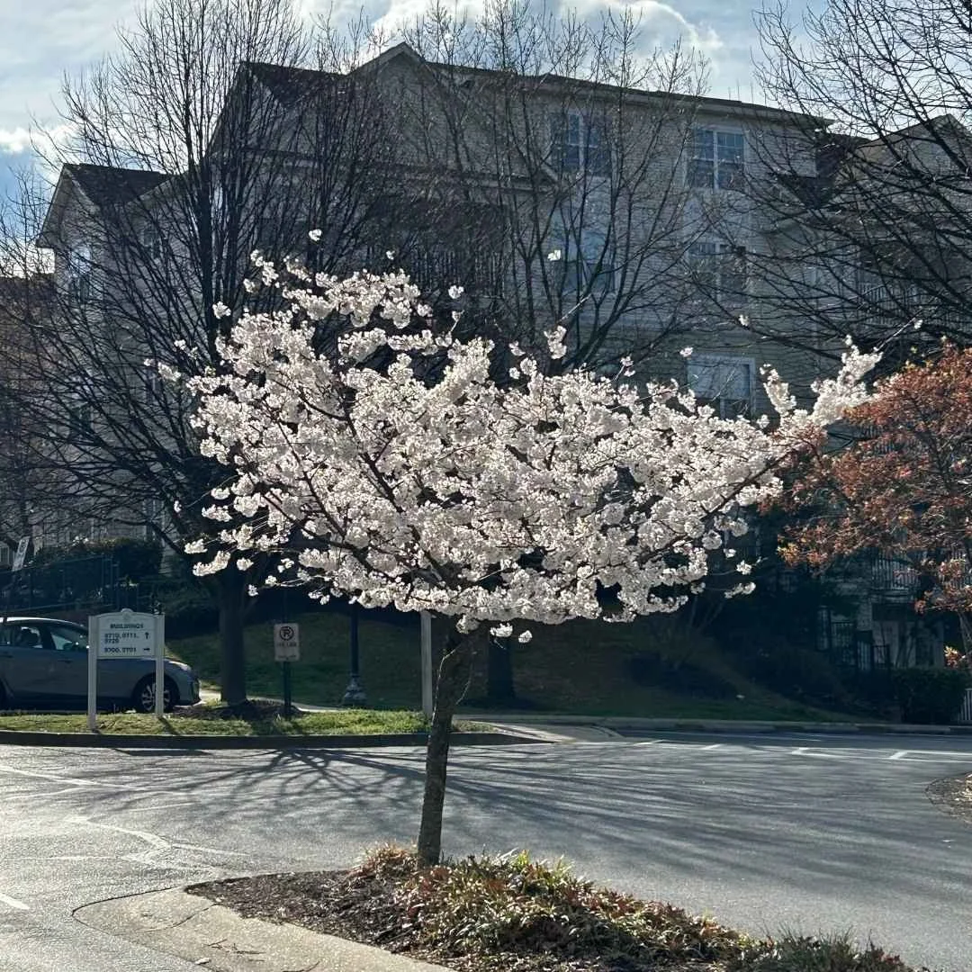 Yoshino Cherry Tree Disease Reviews For Yoshino Cherry White Flowering