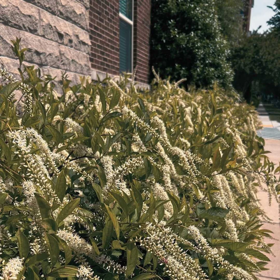 virginia sweetspire shade plants growing as low hedge alongside brick and stone building, window, holly, street, crosswalk, sidewalk