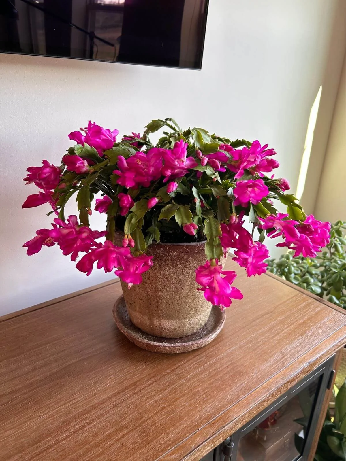 Flowering Thanksgiving cactus with pink blooms on a tabletop