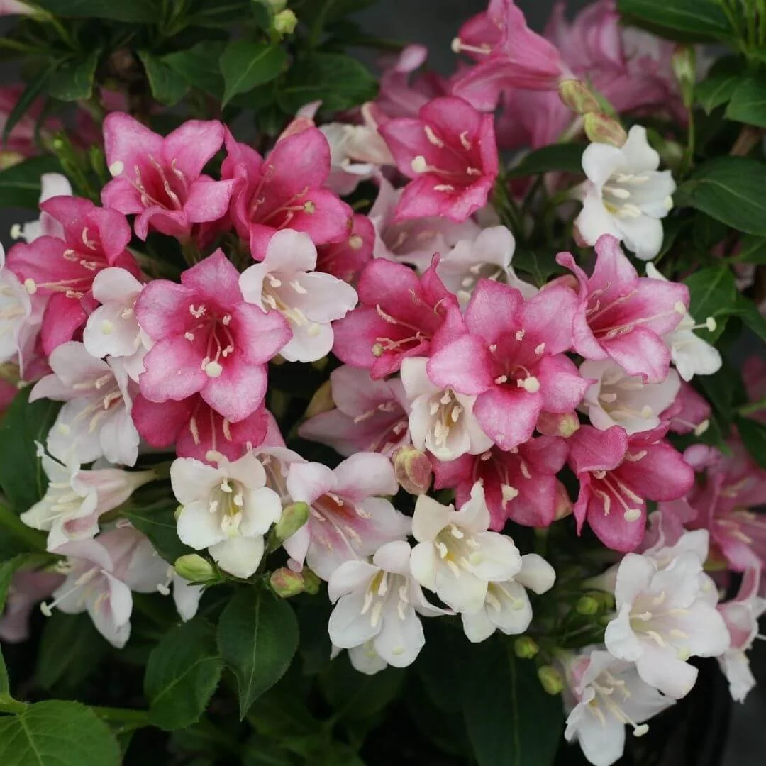 Closeup of weigela czechmark trilogy pink and white tubular flowers in hummingbird garden.
