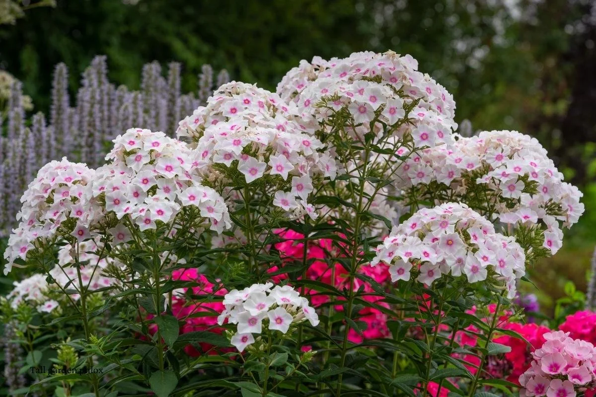 white pink tall garden phlox butterfly bush alternative grown in outdoor landscape near agastache