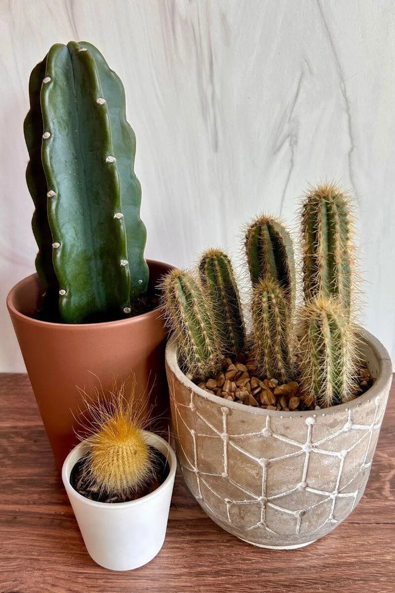 Smooth Cactus Without Spines: The Cuddly Cactus Care Guide  Plant and  Bloom Design Studio