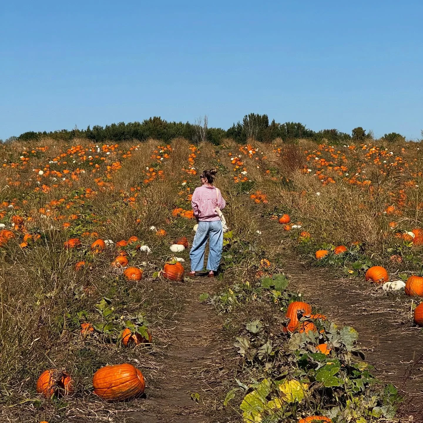 First week back in the Midwest, double-fisting sugar and self-awareness (the apple that hit me in the face didn&rsquo;t make the cut).