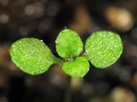 Save the Date - Seed Swap