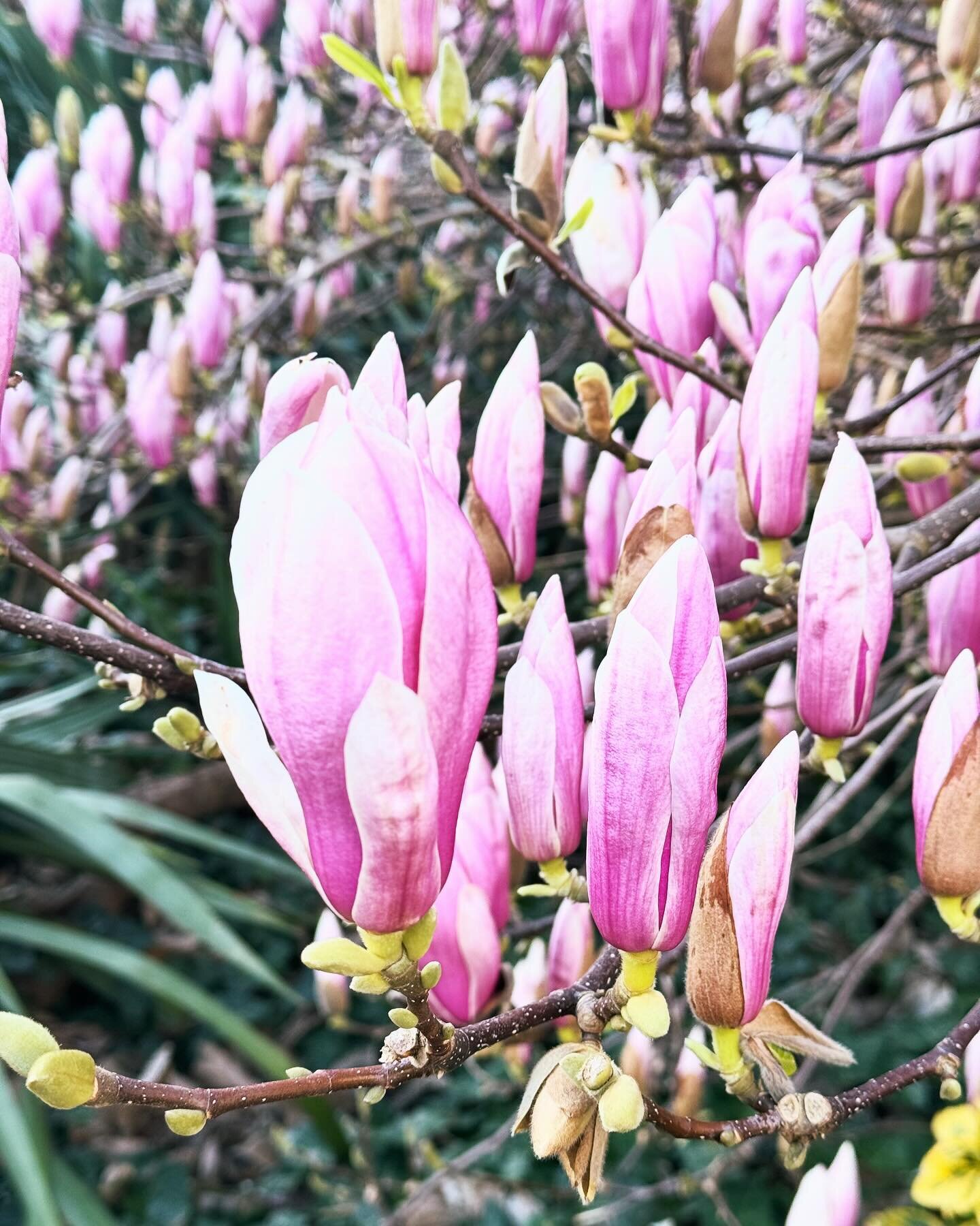 The start of spring 🌸🌸🌸

#flowerstagram #flowersofinstagram #flowerlovers #flowers #flowersmakemehappy #flowerphotography #flowersphotography #springtime #spring #wanderlust #flower_perfection