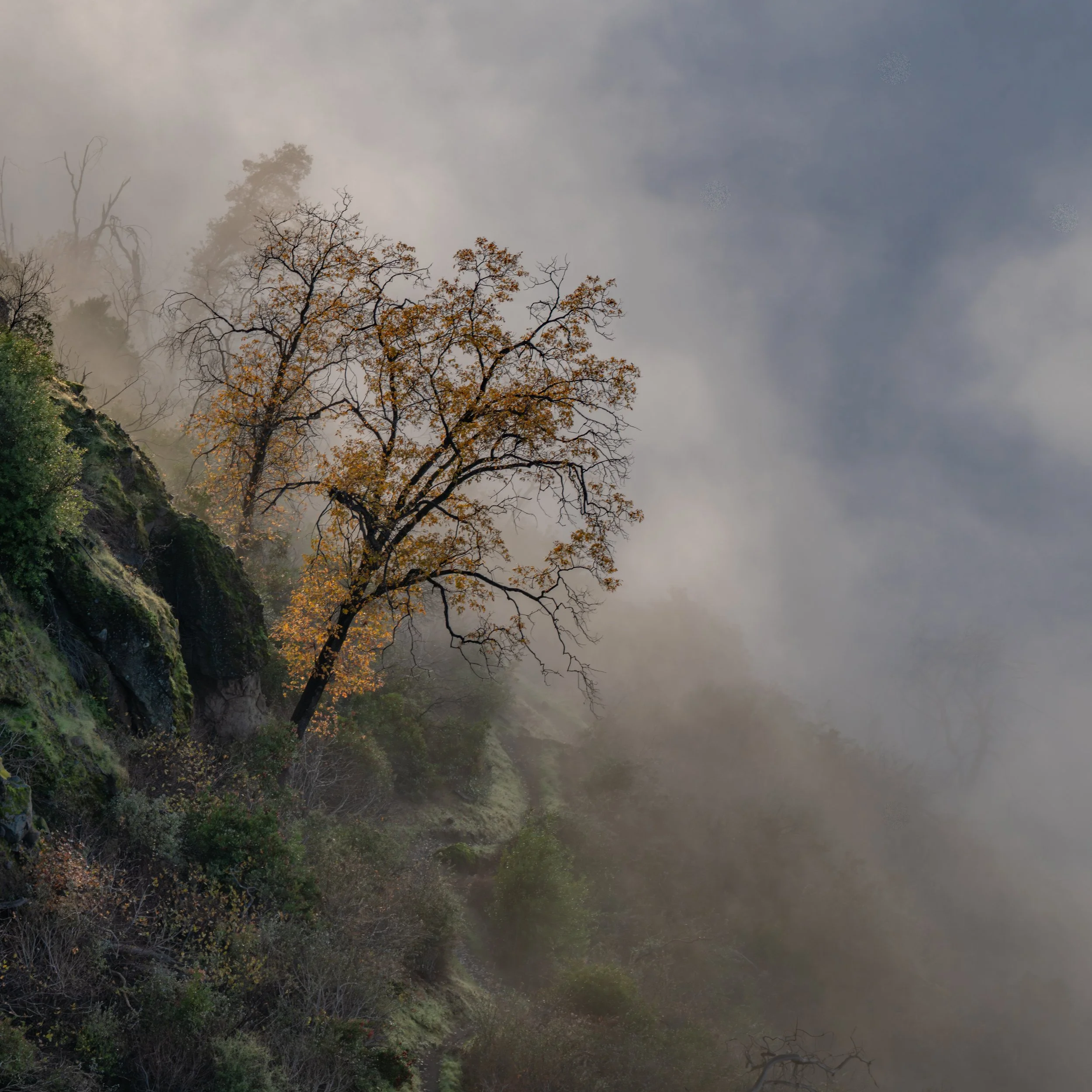 Tule Fog - above it all…