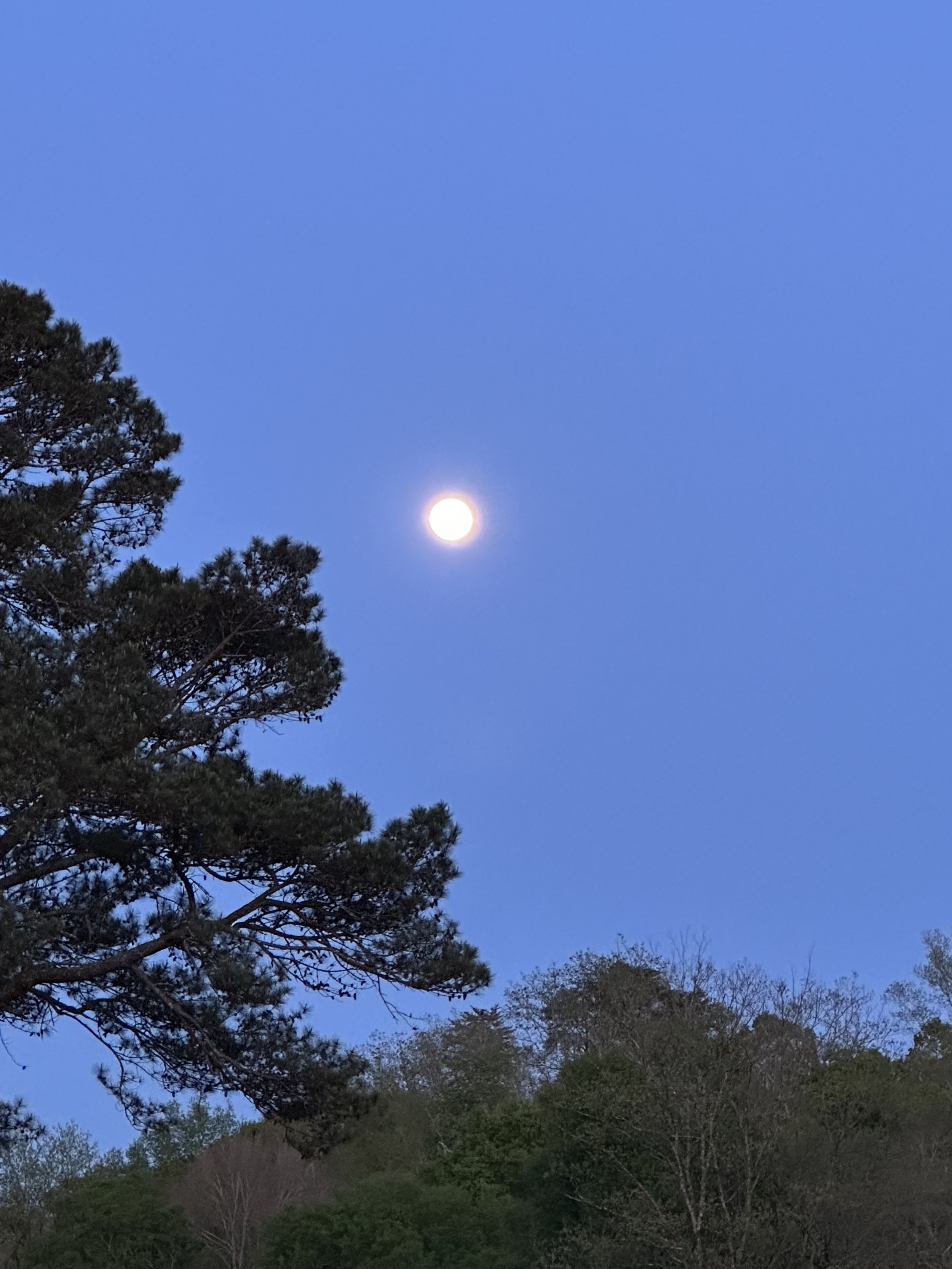 Moonlight Forest Immersion Experience