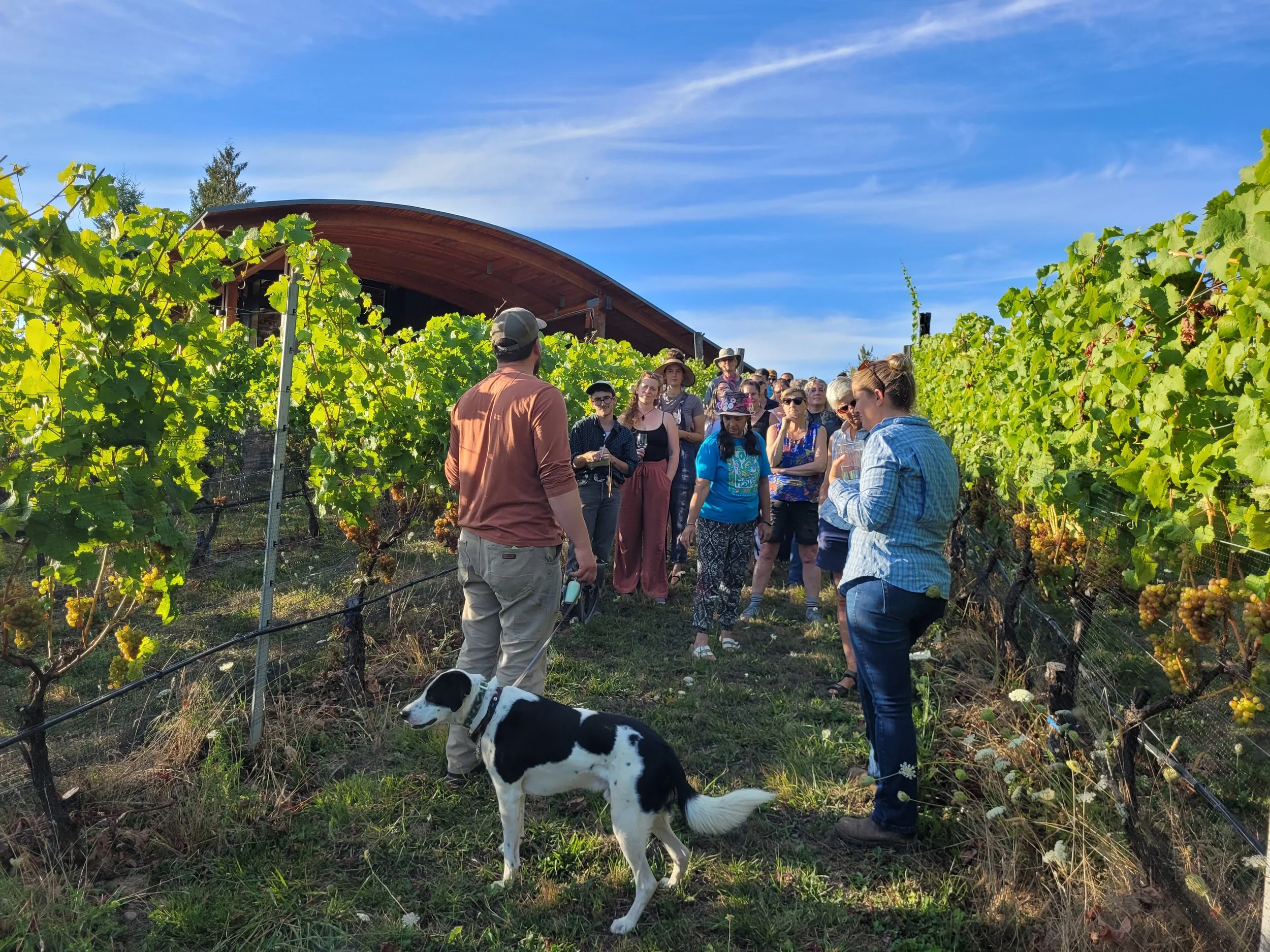 CAS Summer Social at Blue Grouse Winery