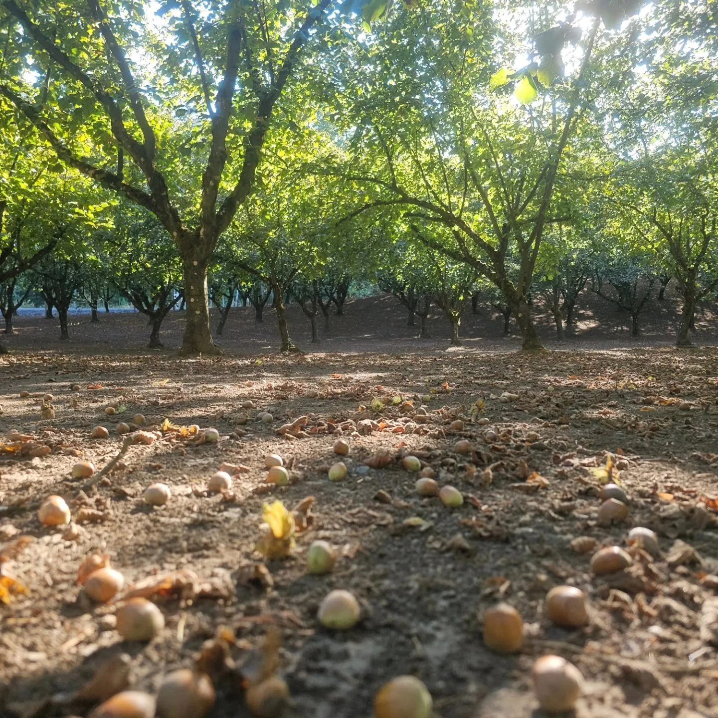 Hazelnut Hills Farm Tour