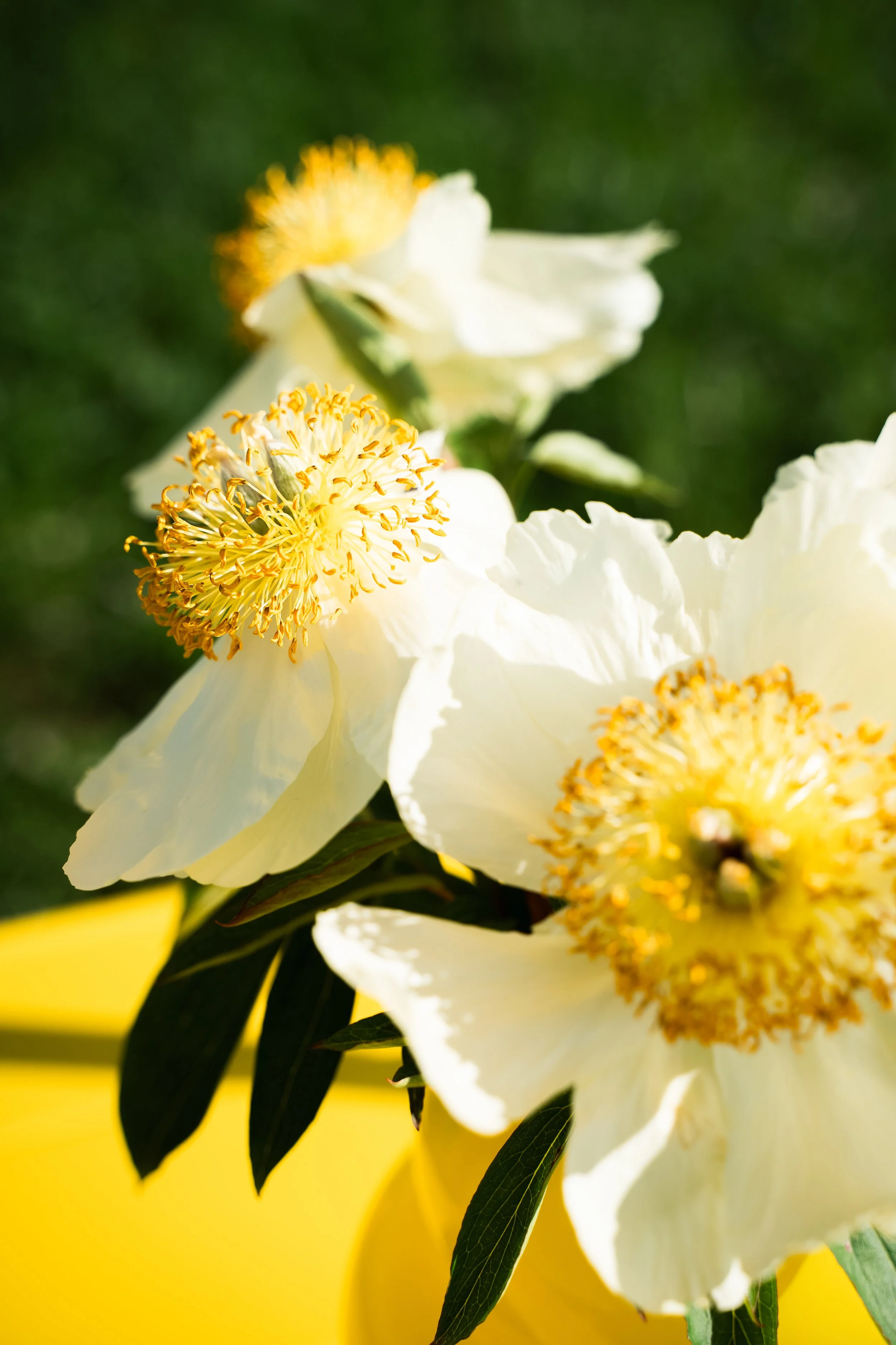 DSC00918 kopiera.jpg