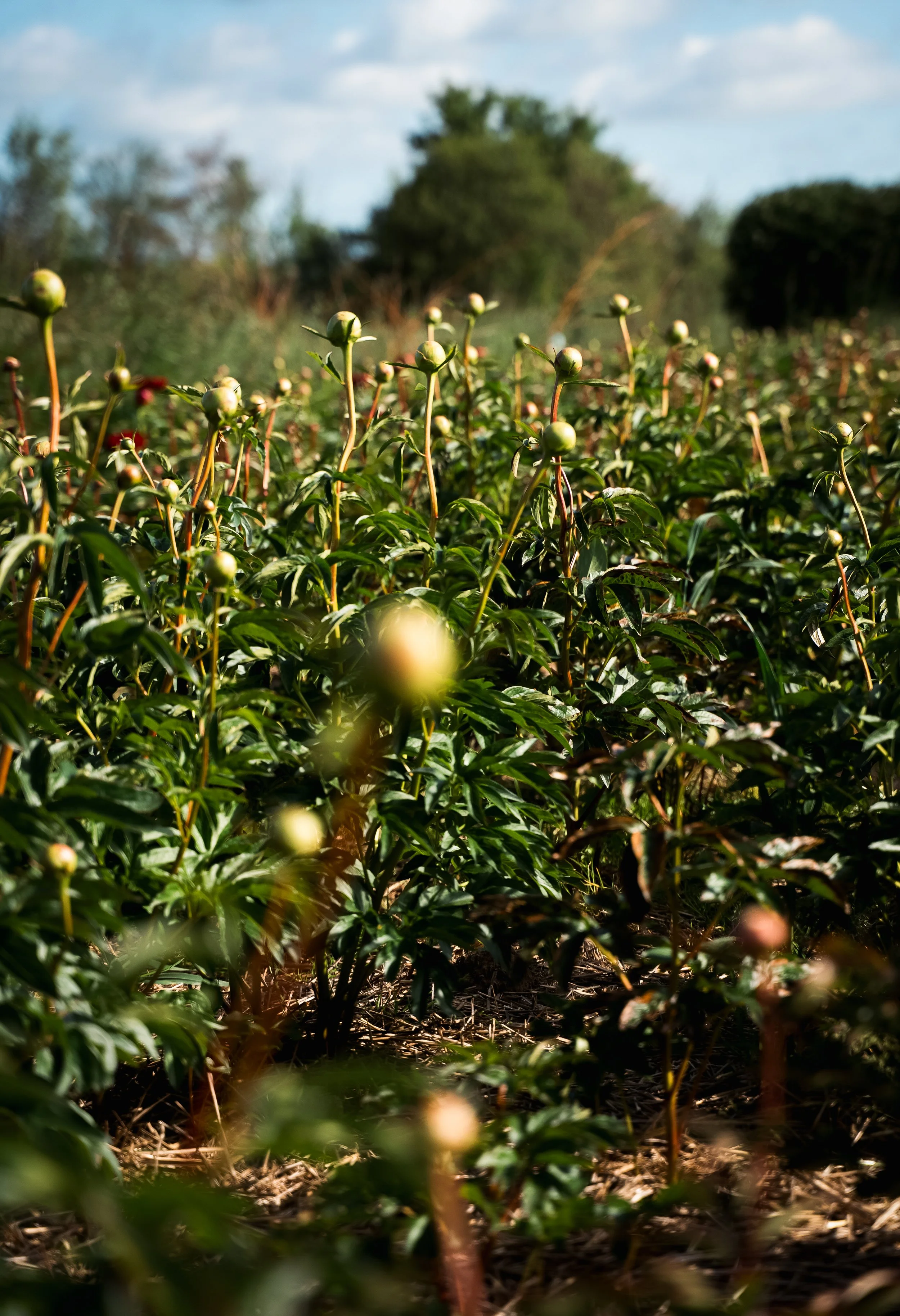 DSC00966 kopiera.jpg