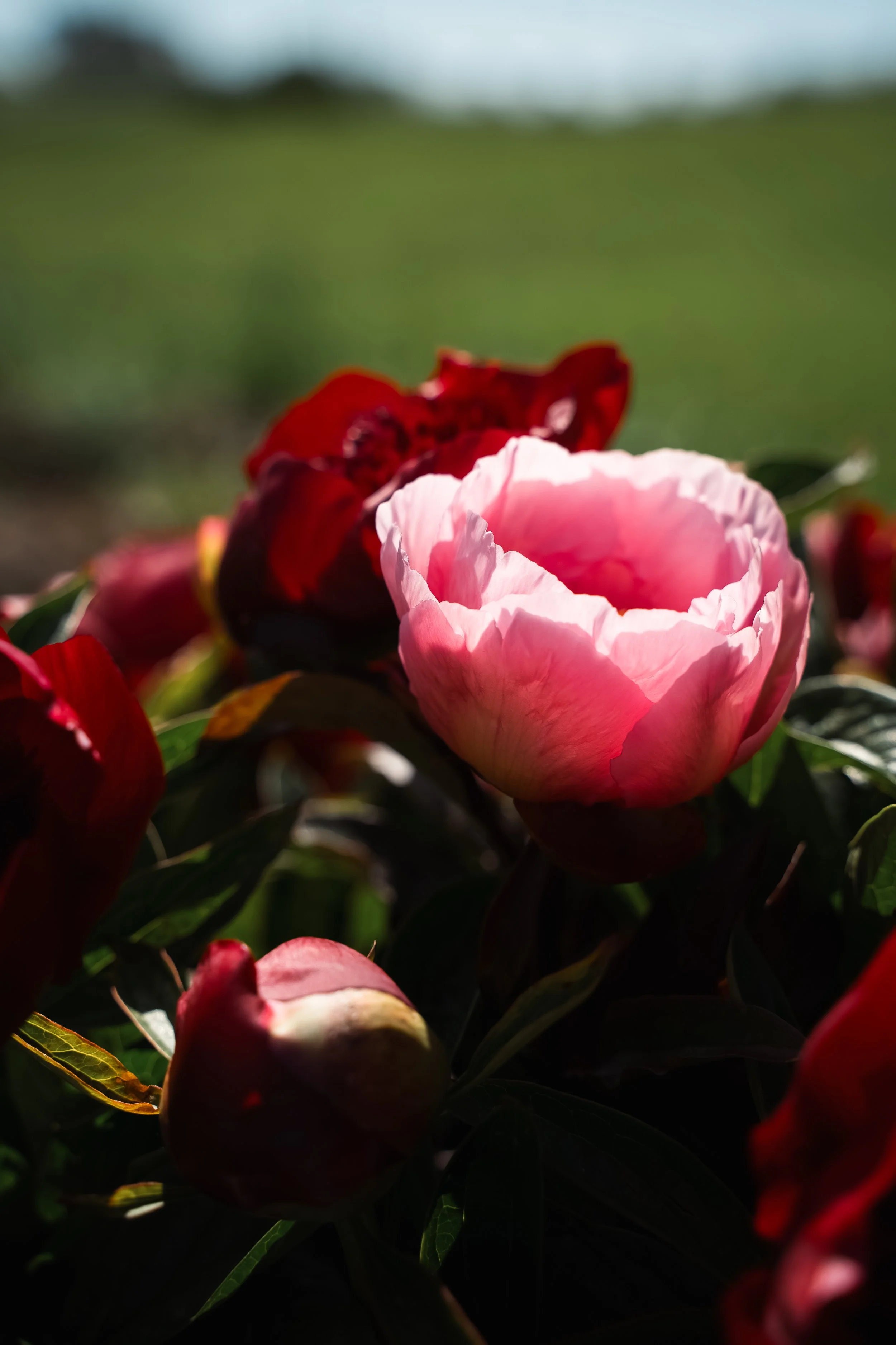 DSC01235 kopiera.jpg