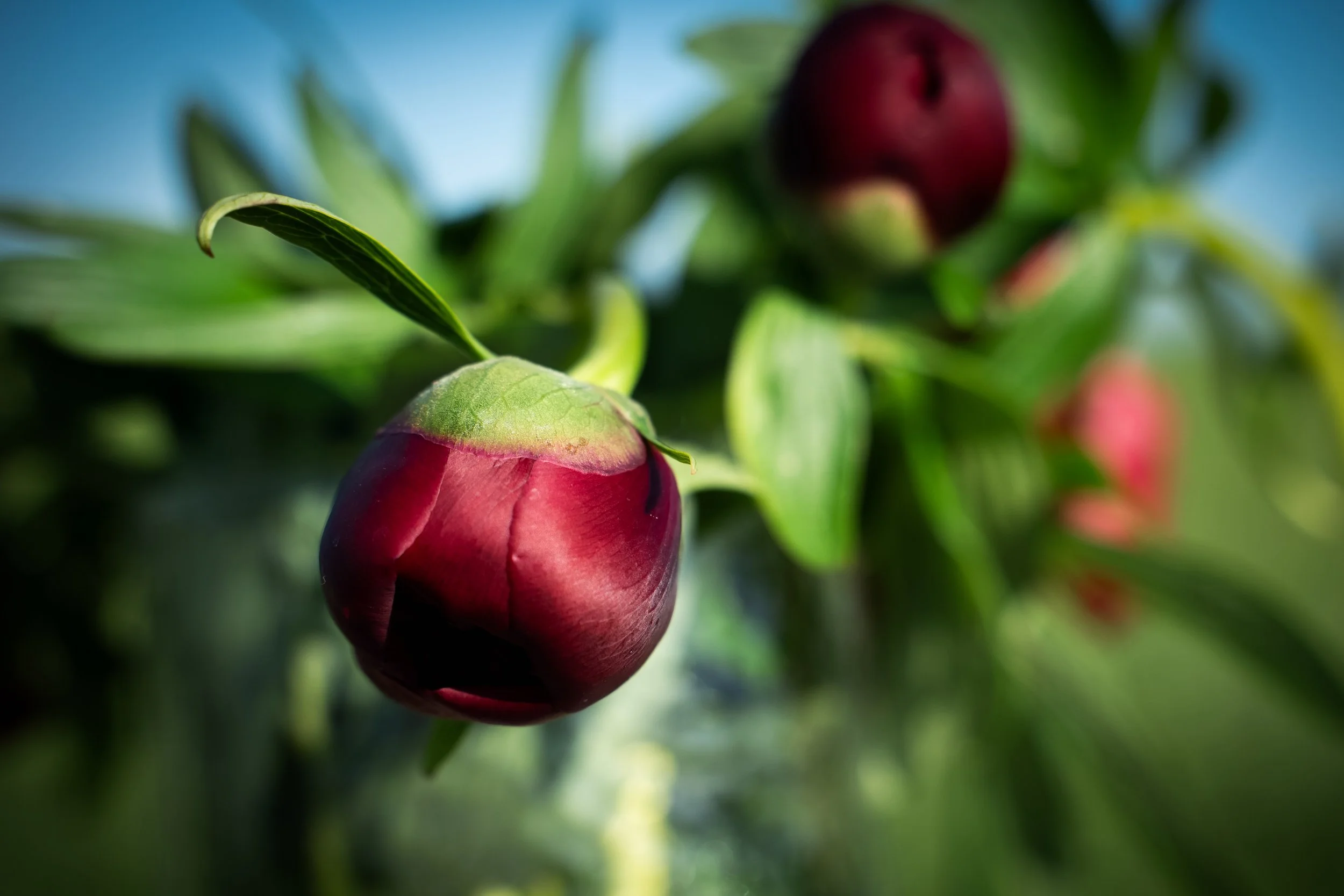 DSC00916 kopiera.jpg