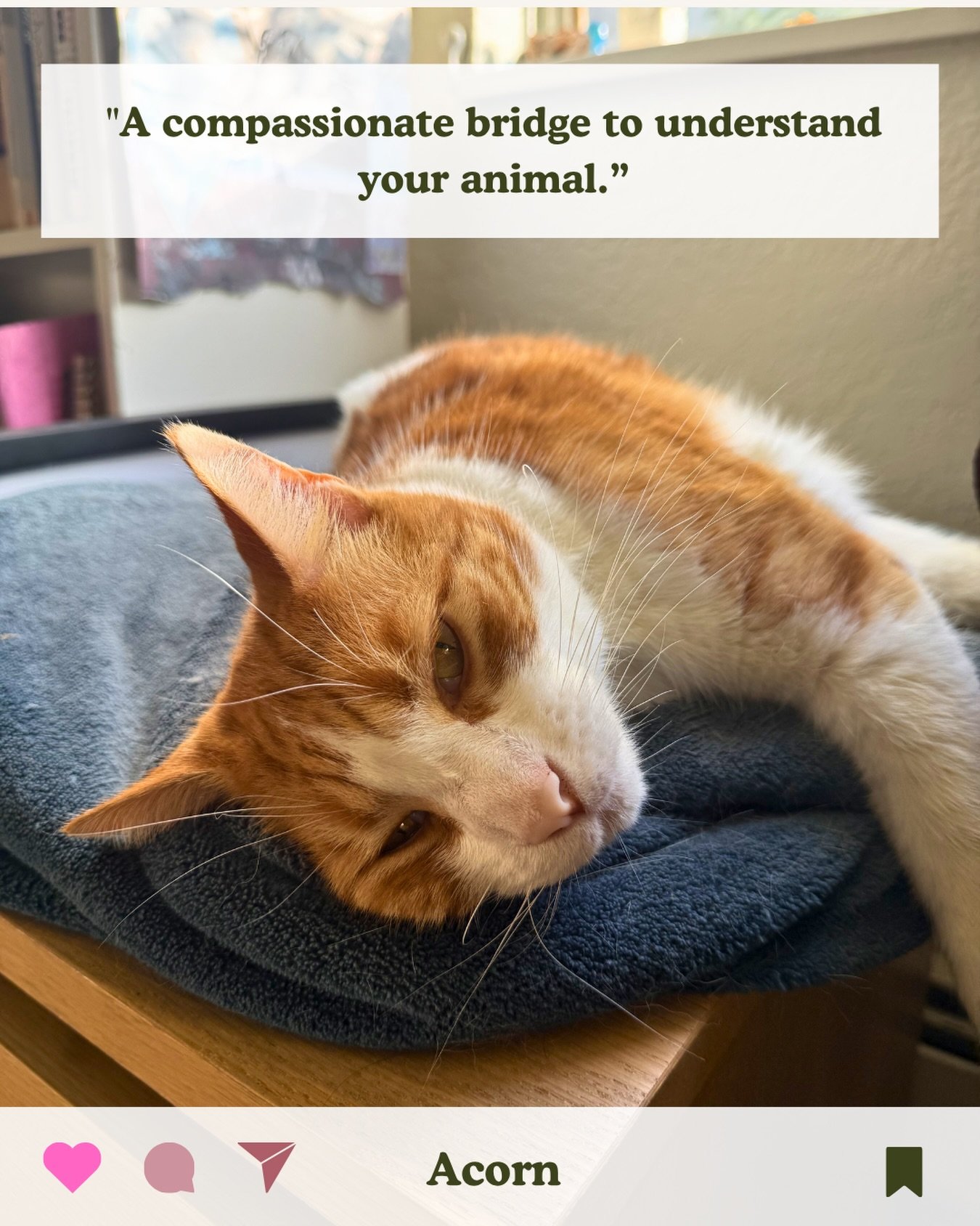 &ldquo;Kirsten clearly has a deep love and connection with our animal kin. During our session with my cat, Acorn, she offered a compassionate bridge to help me better understand the personality, motivations, health, and needs of my beloved feline com