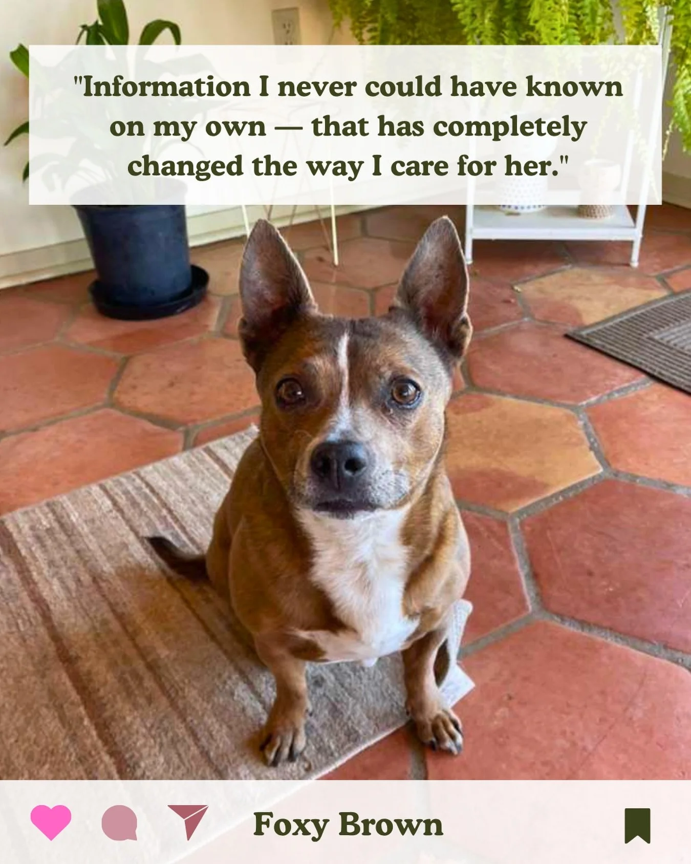 &ldquo;Just... wow. Foxy Brown and I had the most beautiful session with Kirsten.
From the moment the session began, you could feel the genuine love and deep respect Kirsten has for animals. She created such a safe, grounded space and was an incredib