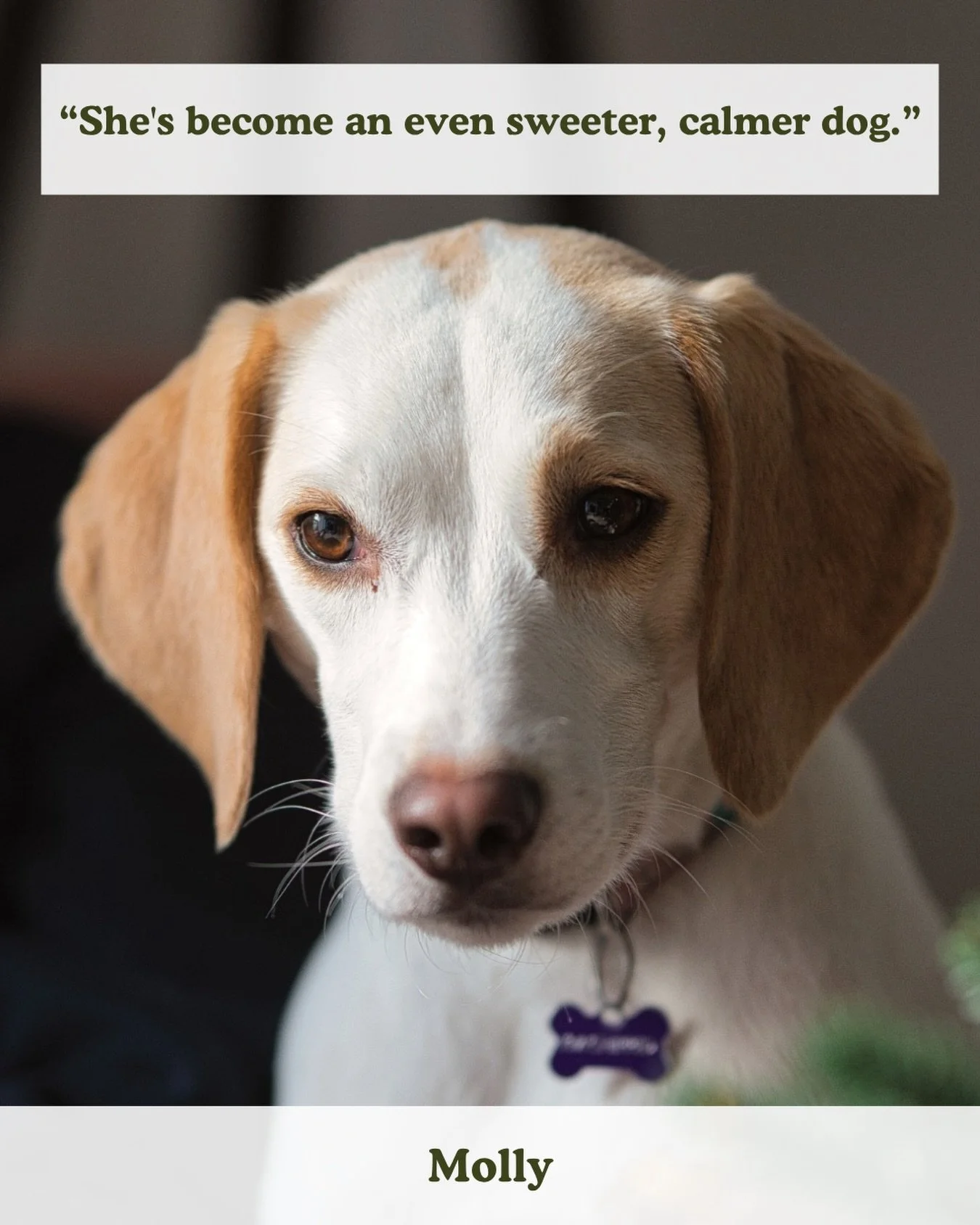&ldquo;I booked an animal communication session for my dog Molly and it&rsquo;s an experience I can&rsquo;t recommend highly enough! Kirsten is a beautiful, compassionate facilitator. The insights she shared about Molly were spot on and made so much 