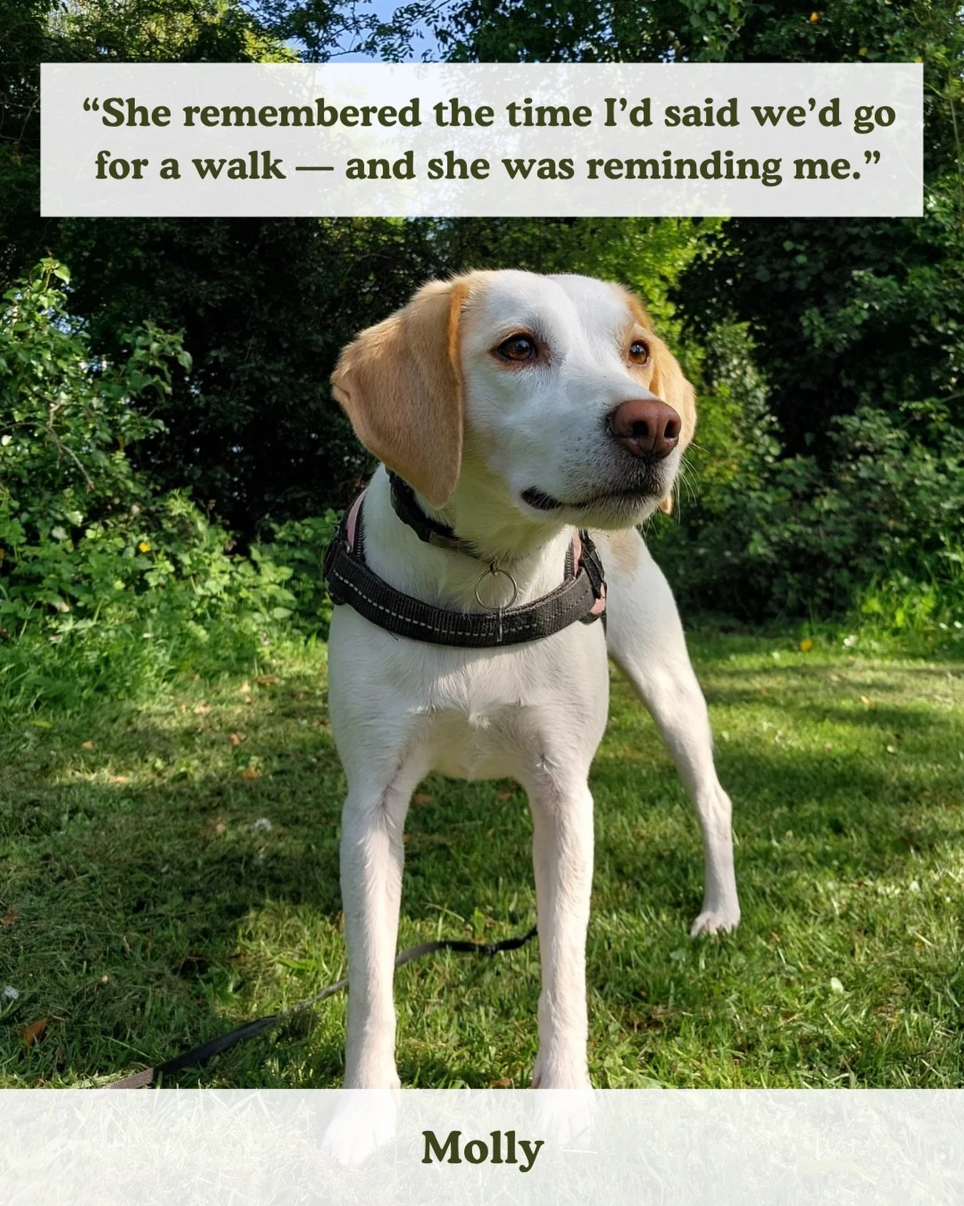 An update on Molly 🐶✨&hearts;️

&ldquo;Regarding what you were saying about Molly with needing to know the routine and the timetable and explaining when we do things &mdash; that I was challenged with. I was trying to do it by telling her, &lsquo;Ok