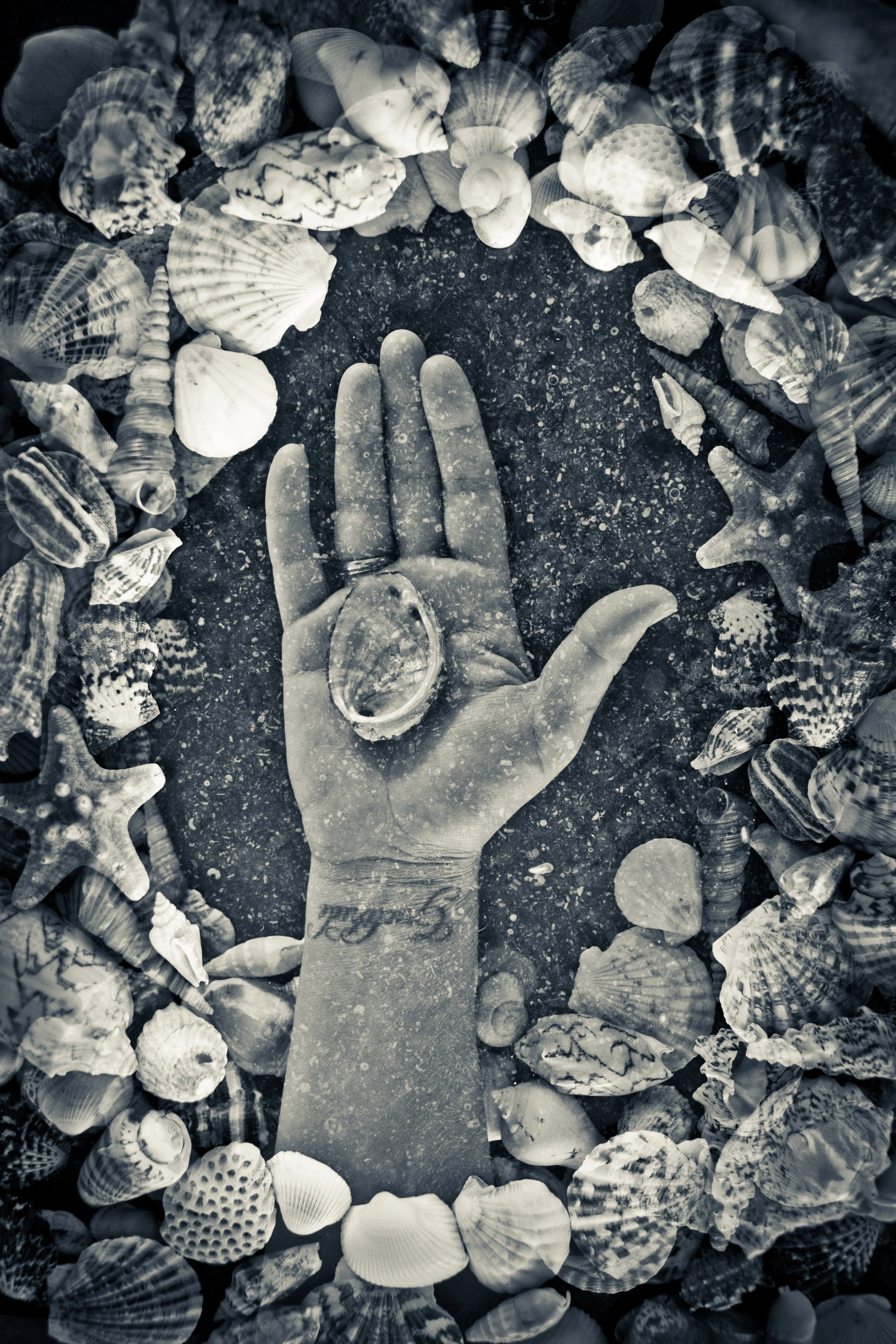 Multiple-exposure black and white photograph of a hand holding a shell, surrounded by shells