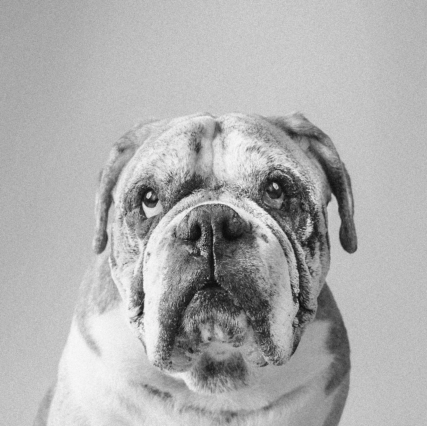 Say hi 👋 to Logan ❤️
the adorable Boxer 

#boxerdog #dogphotographer #dogphotography #dogphoto #dogphotoshoot #birmingham