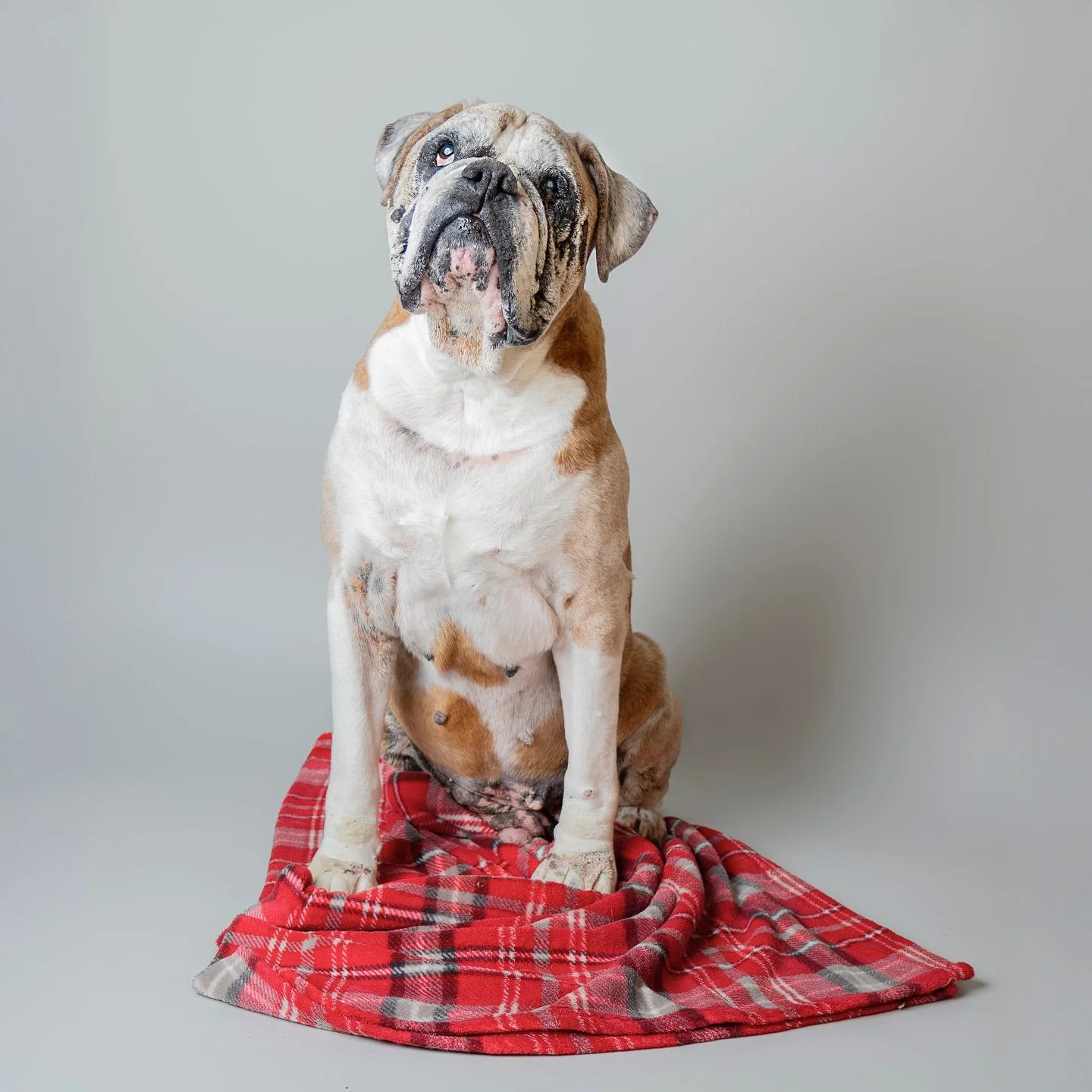 Logan the 12 year old boxer, looking like a cute puppy &hearts;️🐾

#boxerdog #boxerpuppy #dogphotography #dogphotoshoot #birmingham