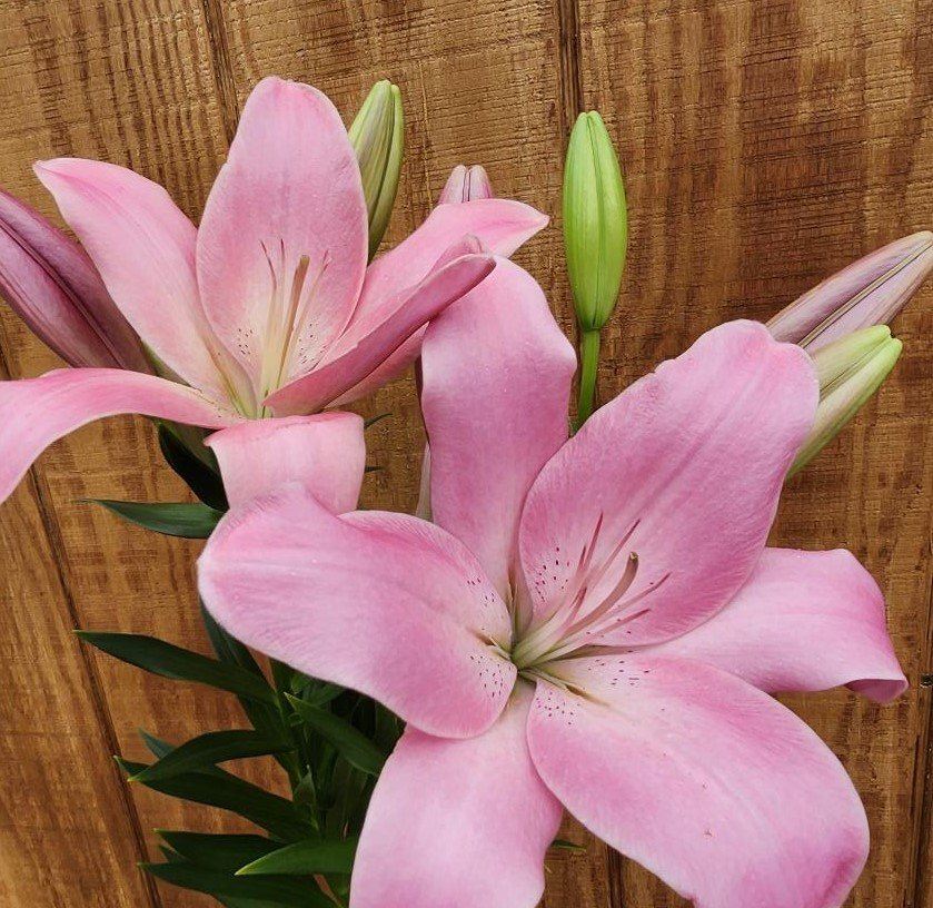 lilies.jpg